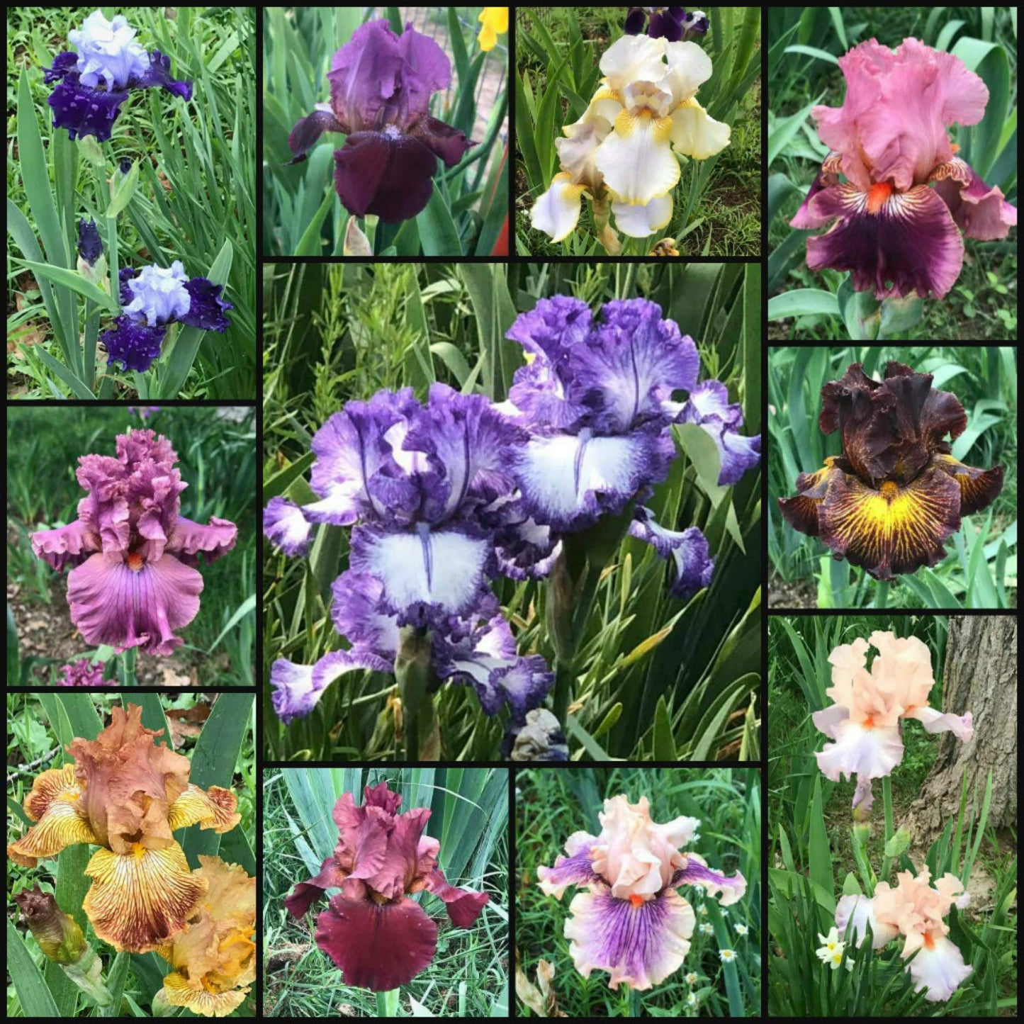 Bearded Iris Mixed Colors - for Planting - (5)