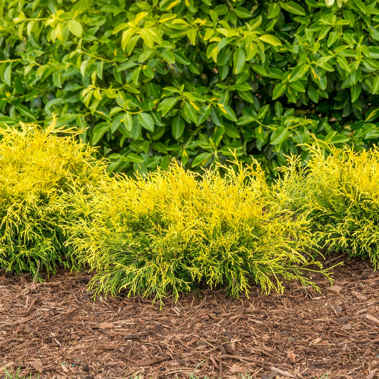 Direct Gardening Golden Mop Falsecypress Potted Evergreen Starter Shrub