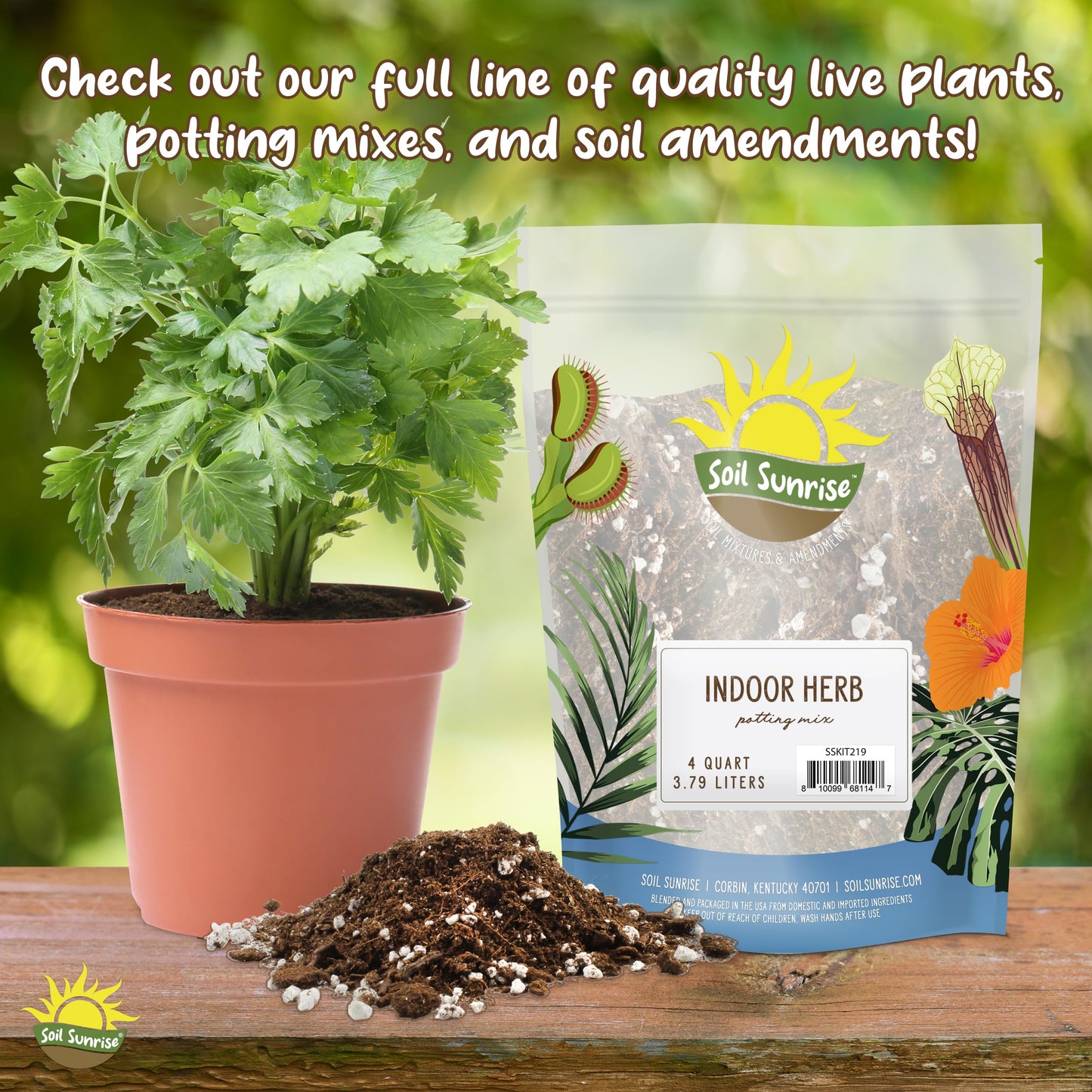 Live Citronella Geranium Plants (6-Pack); Pelargonium Citronella Scented Potted Plants