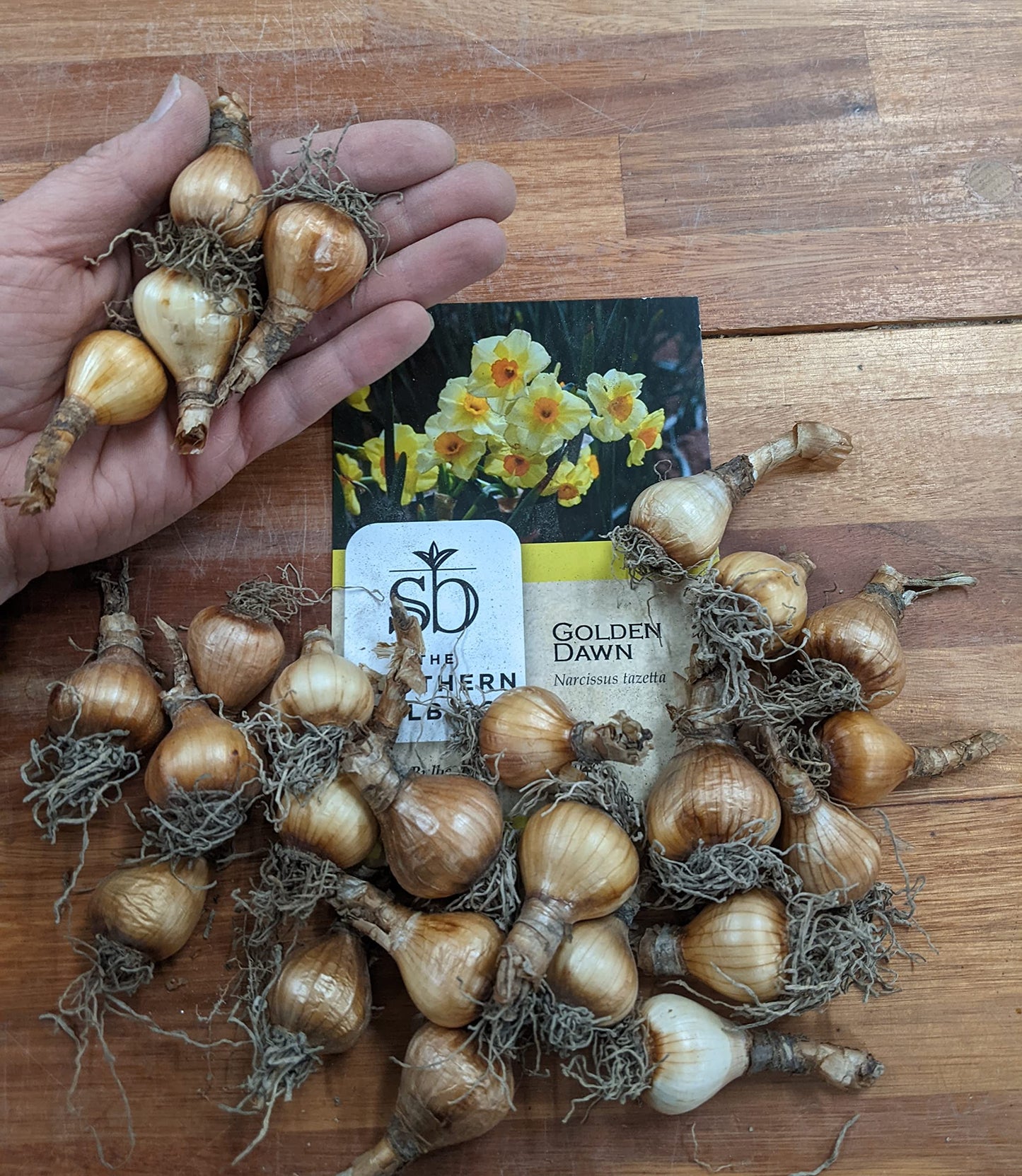 Yellow Daffodils for Your Garden Now (Golden Dawn) - 10 Healthy Bulbs
