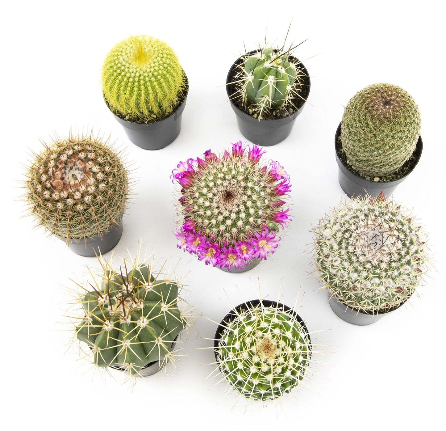 Altman Plants, Assorted Cactus Plants Live Cactus Decor (8PK), Cactus Plant Live Succulents Plants Live in Cactus Soil Potting Mix, Live Cacti Plants Live Succulent Plants Live Plants in Cactus Pot