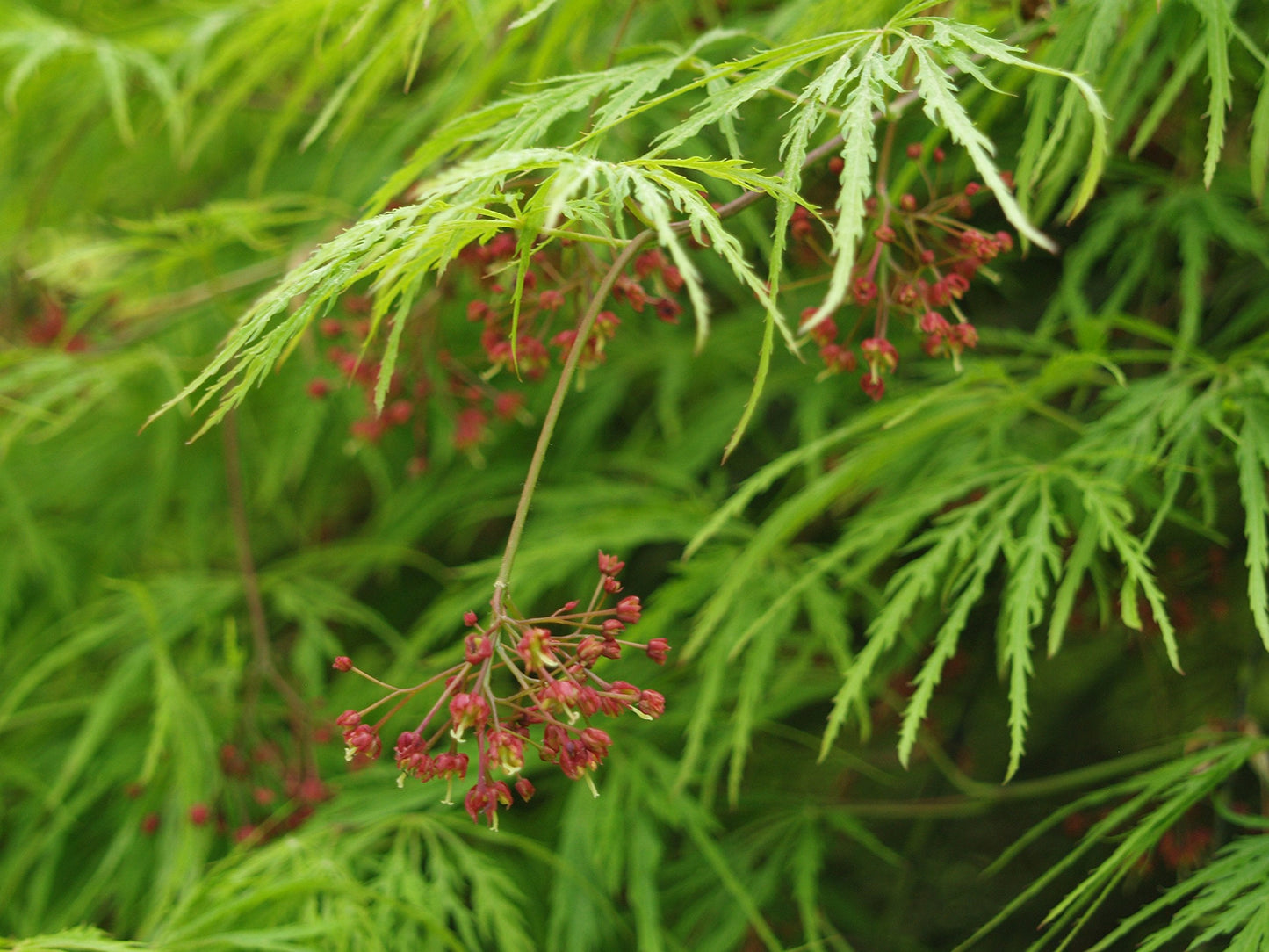 Weeping Green Laceleaf Japanese Maple Viridis - 2 Year Live Plant