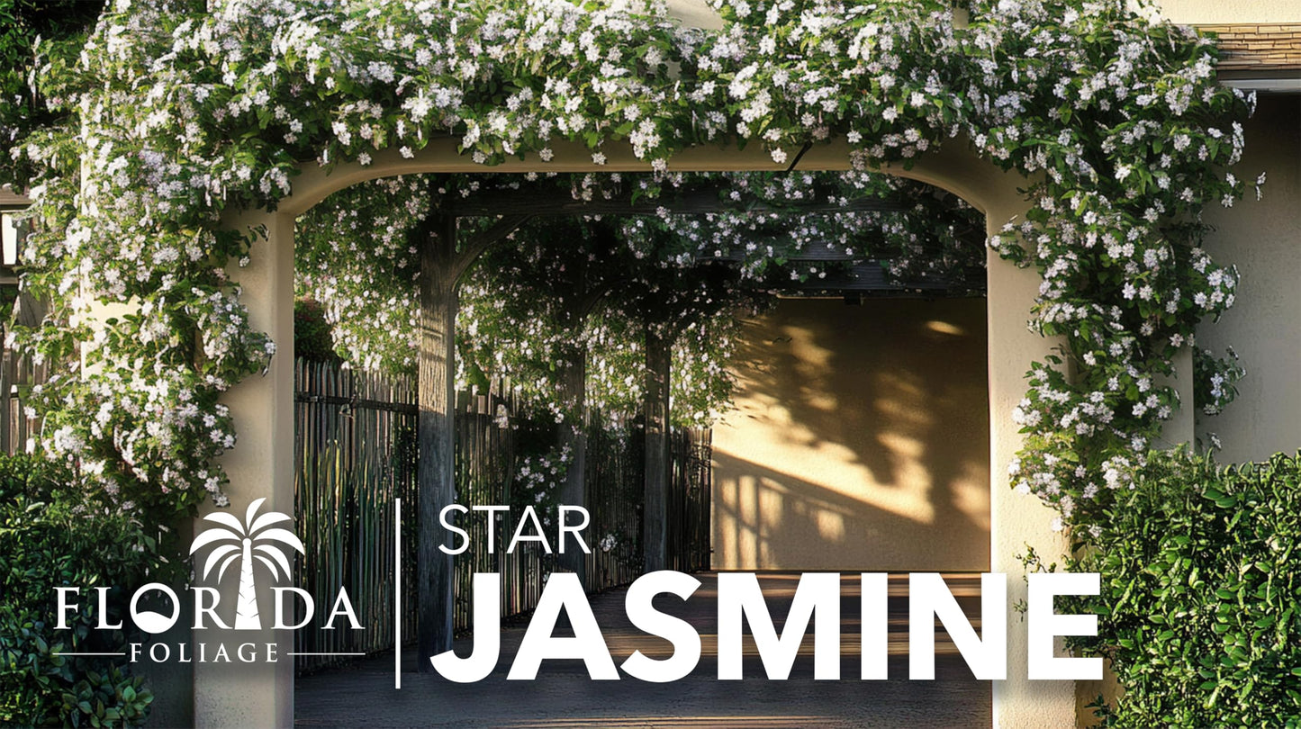 Star Confederate Jasmine | 1 Extra Large Trade 3 Gallon Plant | Trachelospermum jasminoides | Flowering Vine Plants | Evergreen Ground Cover for Landscaping