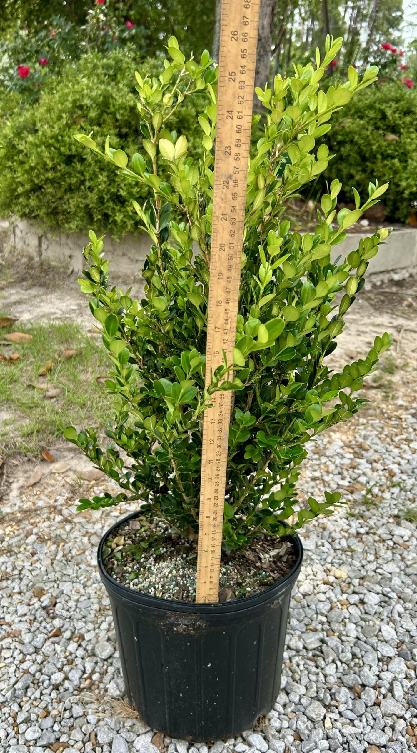 Wintergreen Boxwood, Live Plant, 3 Gallon Container Size, Evergreen Shrub