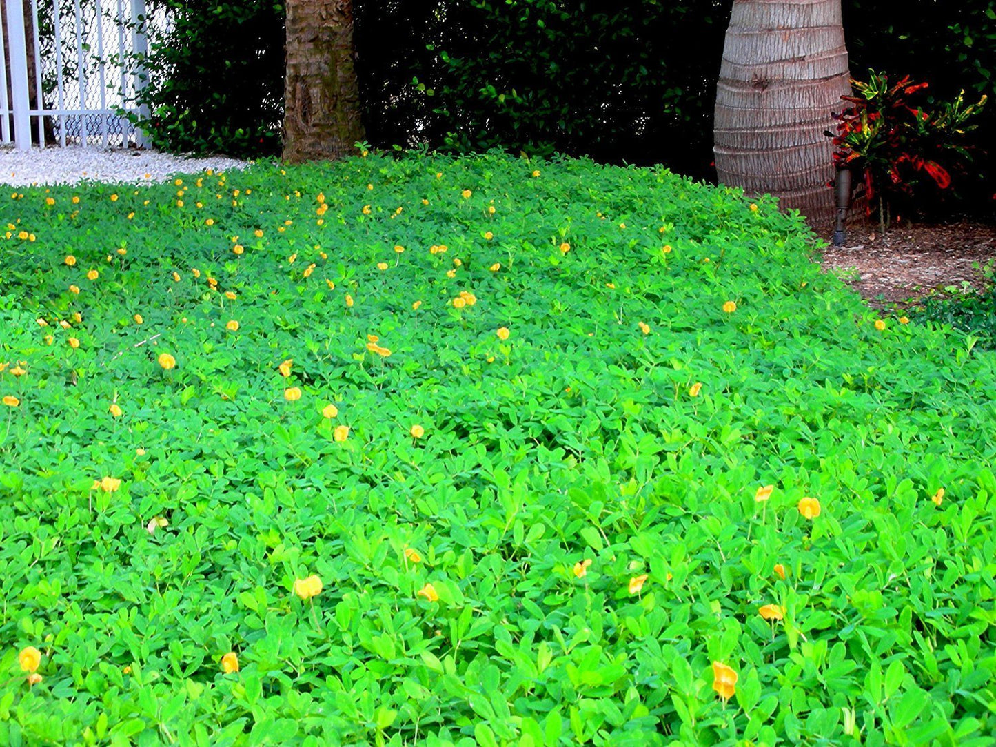 Ornamental Peanut Grass - 20 Live Fully Rooted Plants - Arachis Glabrata