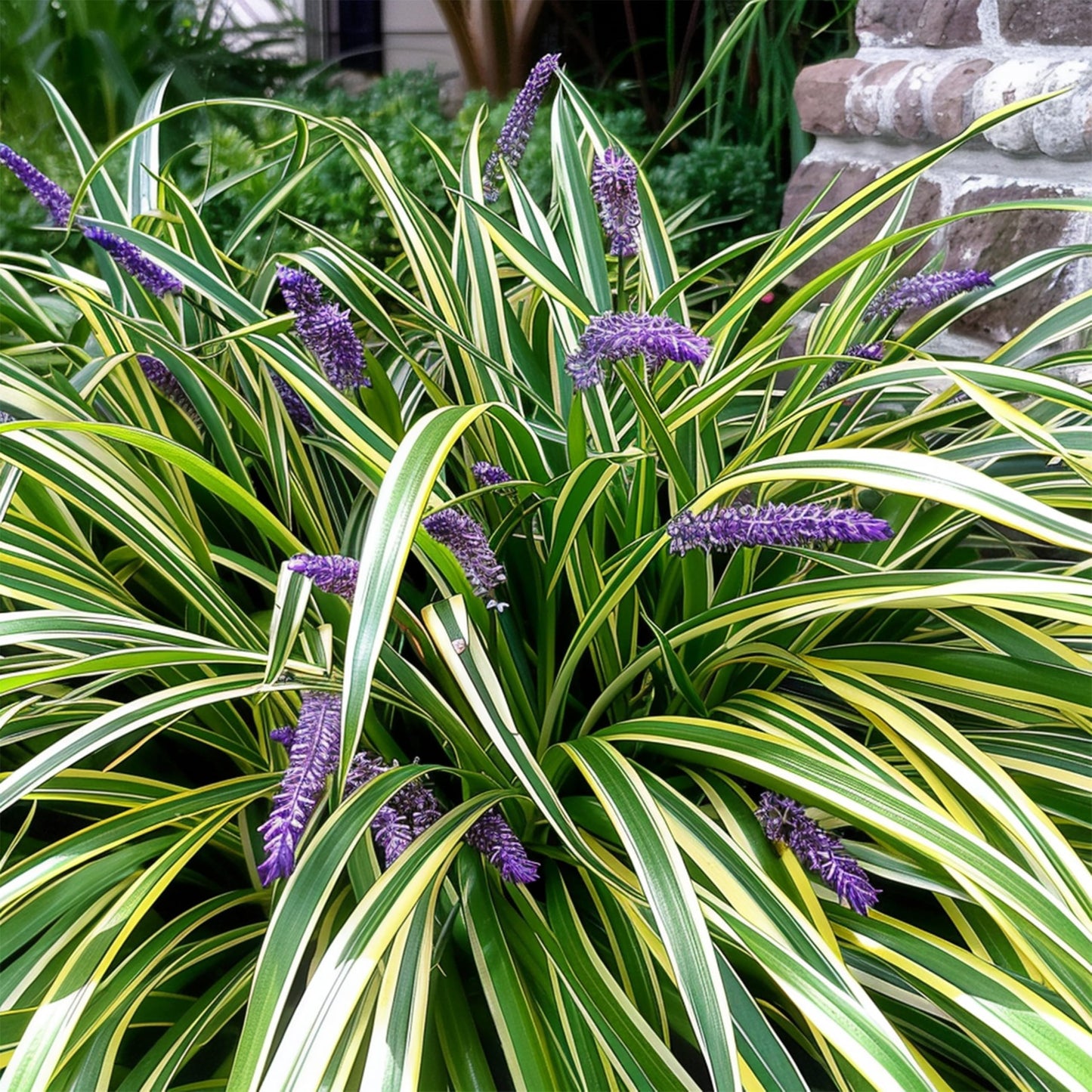 Variegated Liriope | 9 Live 4 Inch Pots | Liriope Muscari Variegata | Ornamental Ground Cover Plants | Evergreen Foliage