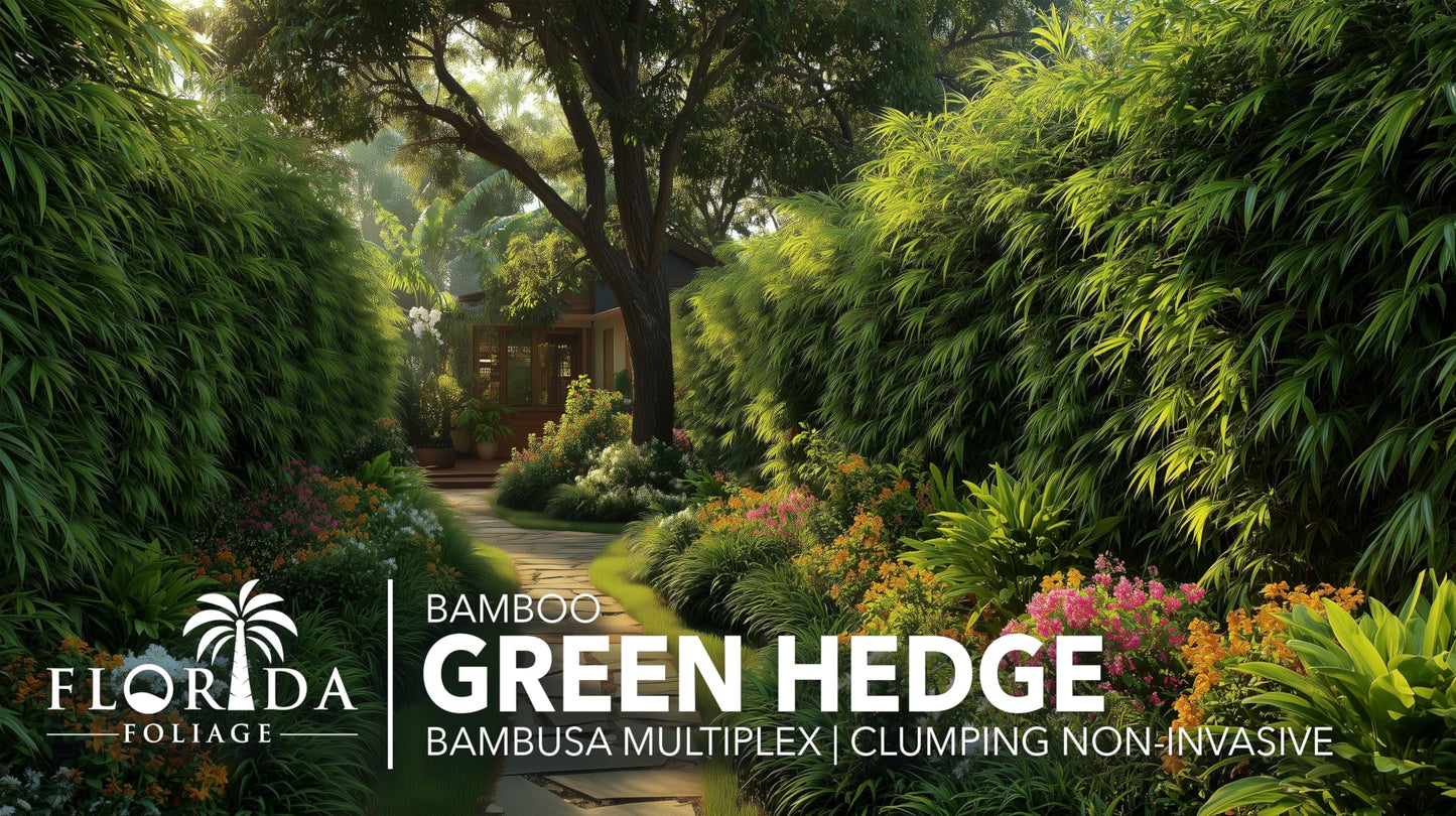 Green Hedge Bamboo | 1 Large Trade Gallon Size Plant | Bambusa multiplex | Fast Growing Privacy Screen | Clumping Bamboo for Landscapes Gardens Walkways Accent Foundation Beds Decorative Garden