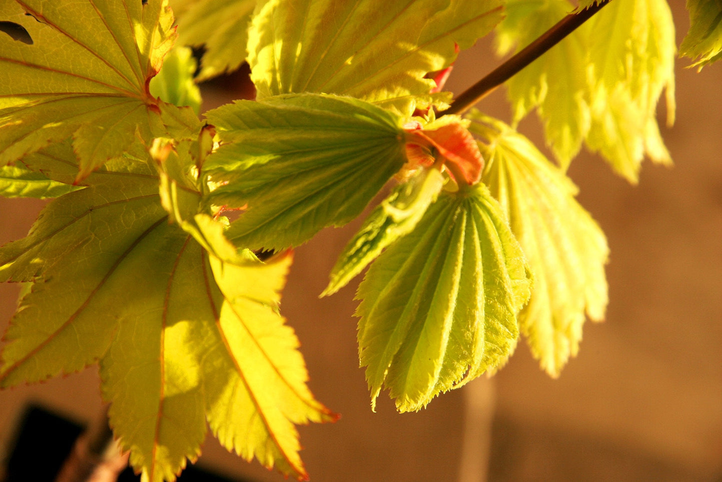 Aureum Golden Full Moon Japanese Maple 2 - Year Live Plant