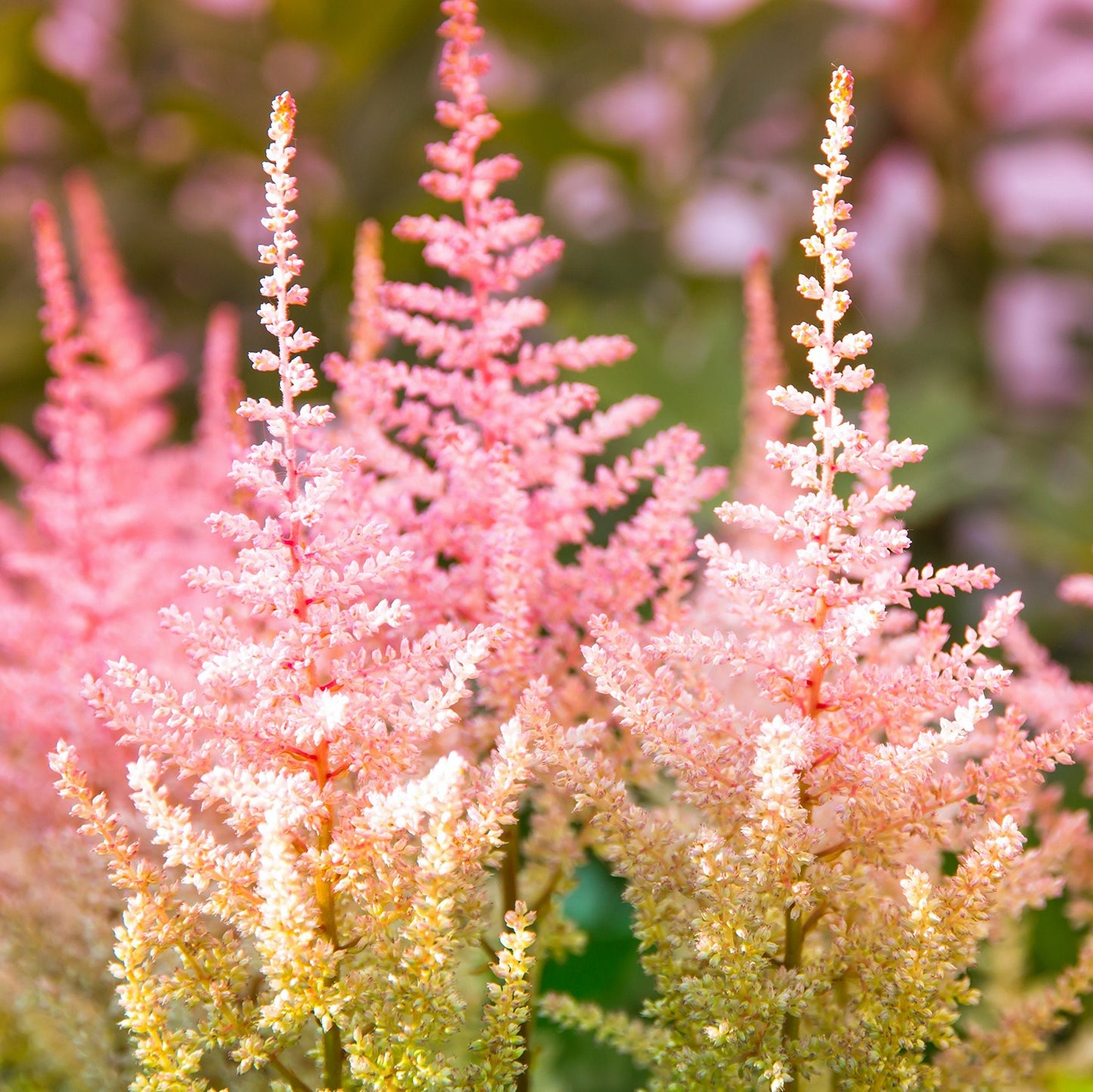 Easy to Grow Astilbe Peach Blossom 1 Plant Bareroot - Summer Coral Pink Blooms in Shade, Pollinator Friendly Flowers (False Spirea, Goat's Beard)