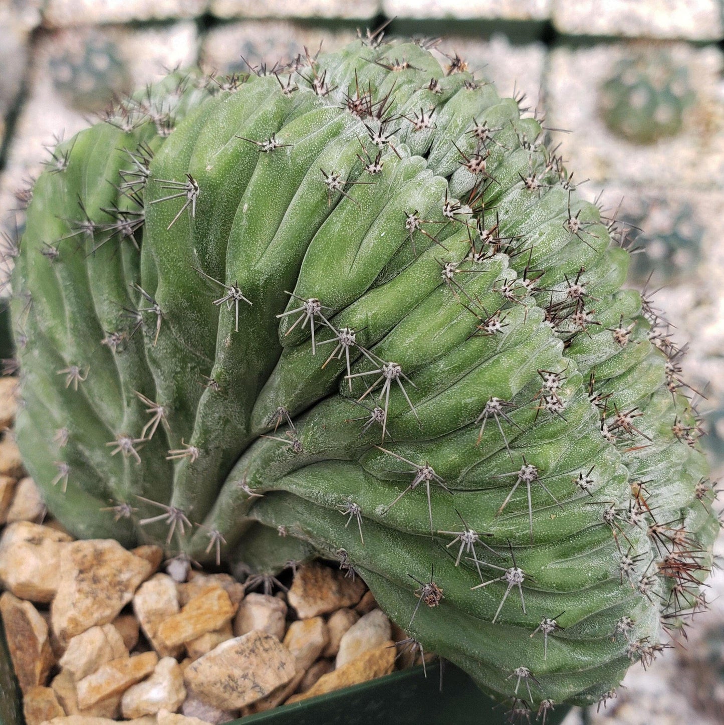 polaskia chichipe crestata Cacti Cactus Succulent Real Live Plant