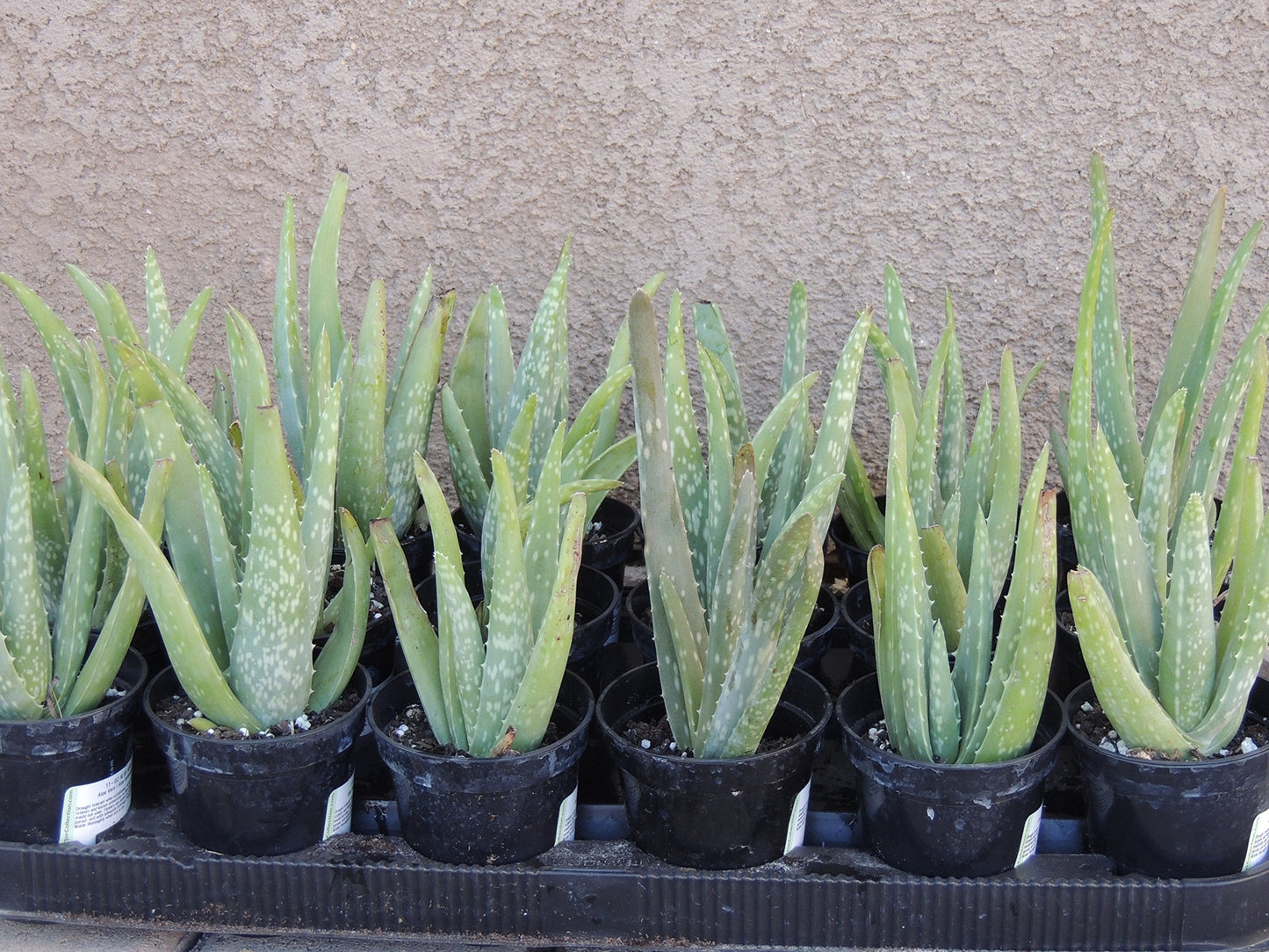 Two Healthy Strong Aloe Vera Plants 10-12 Inches Tall