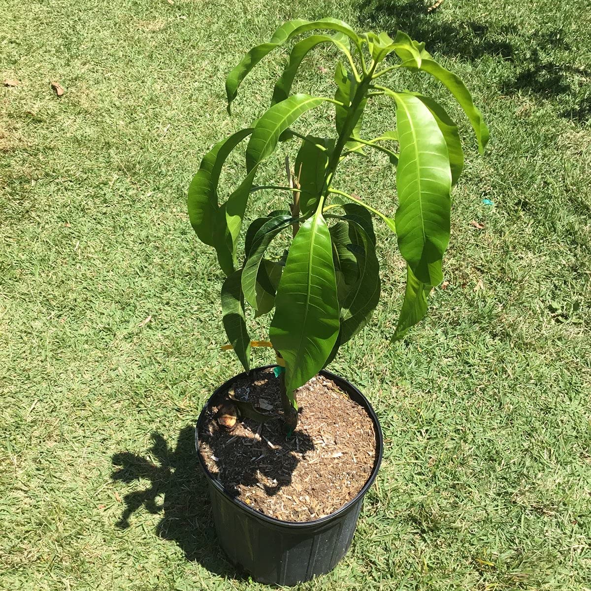 Mango Tree - Live Fruit Tree in a 3 Gallon Pot - Mangifera Indica 'Coconut Cream' - Tropical Edible Fruit Bearing Tree