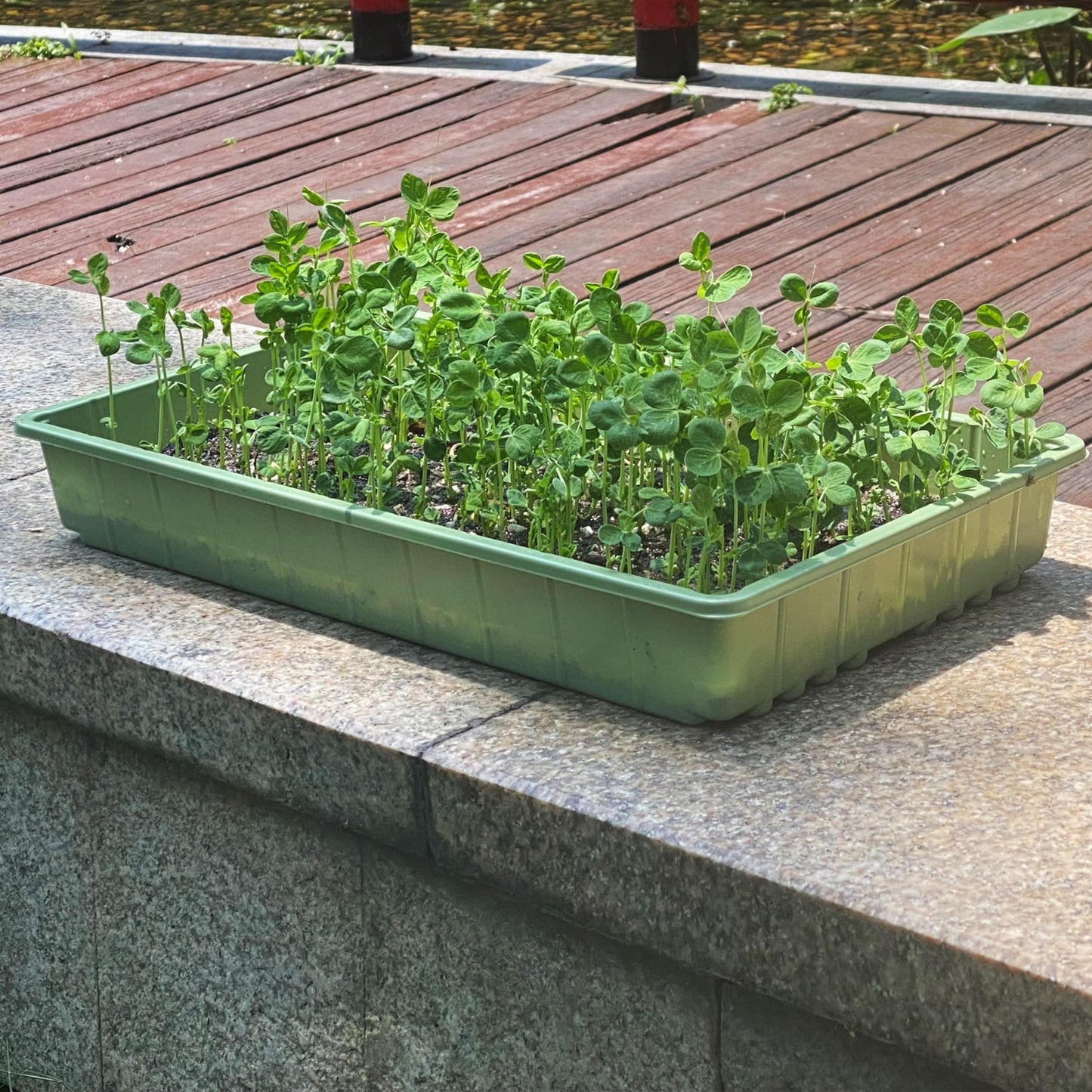 Mr. Pen- Seed Starter Trays, 10 Pack, 17"x10"x2.4", Durable Plastic Growing Trays, Stackable and Reusable Seedling Starter Kits for Indoor, Outdoor, Greenhouse Gardening, Planting, Hydroponic Systems