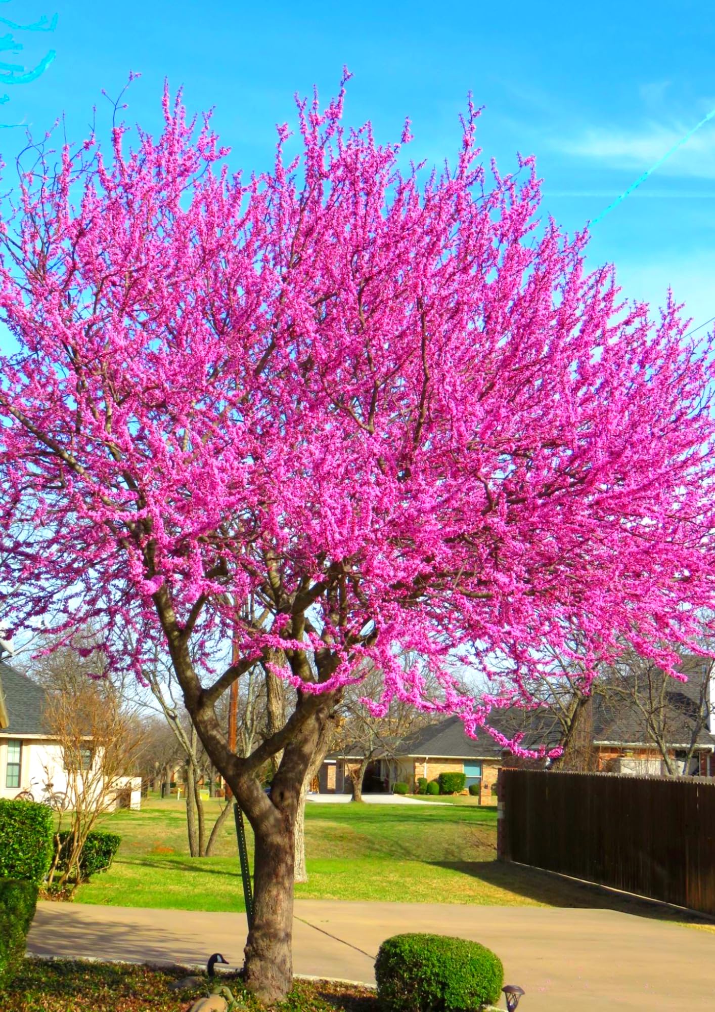 Cold Hardy Purple Pink Redbud Tree Live Plant in Quart Pot, Eastern Red Bud Plants, Vibrant Spring Blooms in Zones 4 to 9, No Leaf in Winter