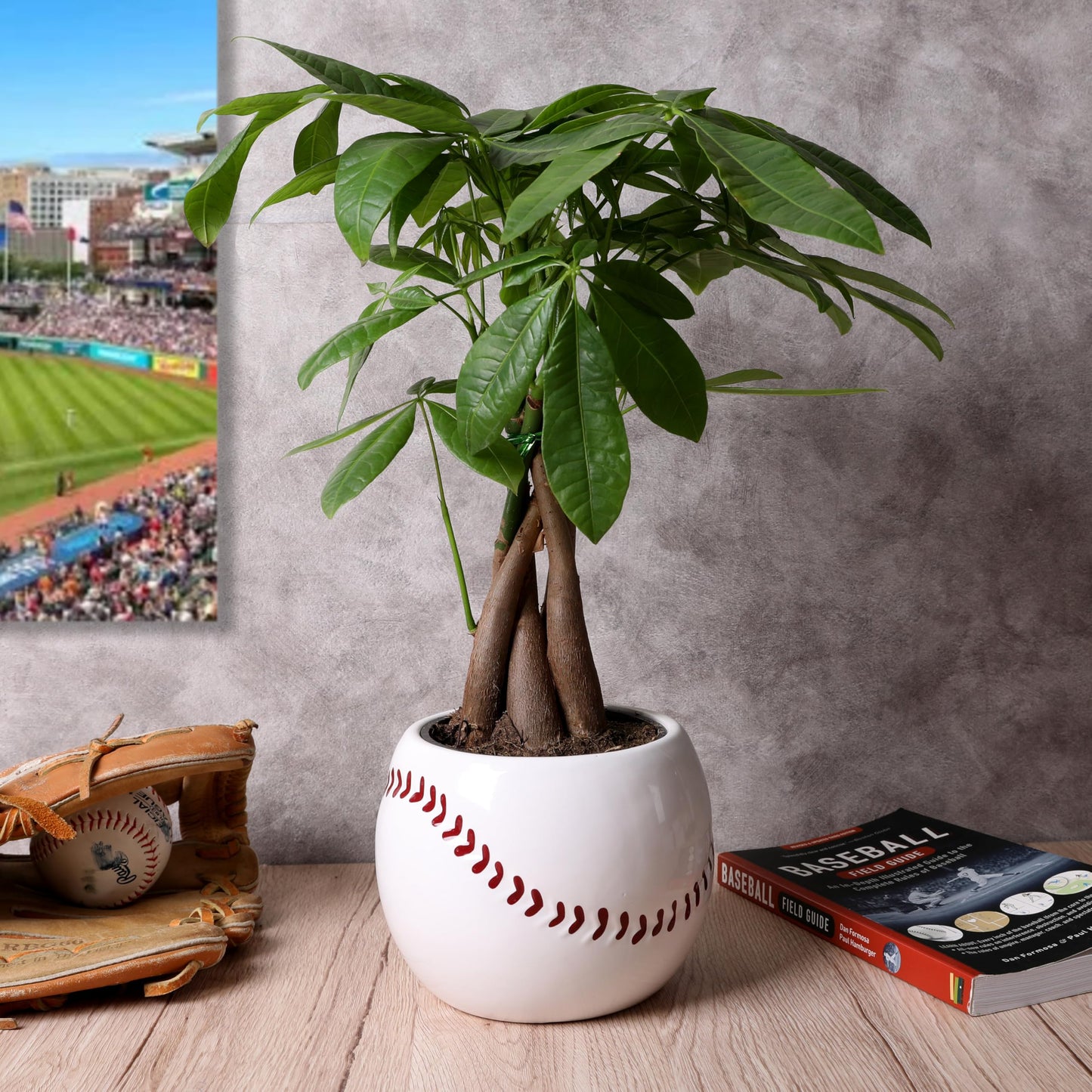 Green Circle Growers Money Tree, 5 Inch Indoor Plant in Baseball Ceramic Pot, Green