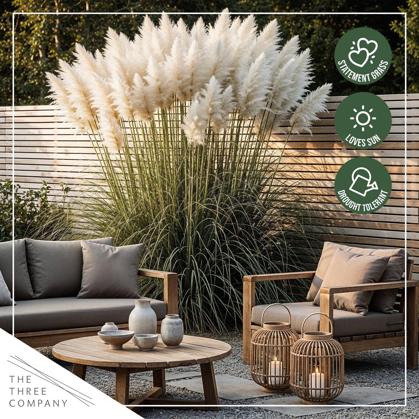 Live Ornamental Pampas Grass (Cortaderia selloana) - Assorted Pink and White (2 Pack) - Perennial Accent Plant - 10" Tall by 5" Wide in 1.5 Qt Pot