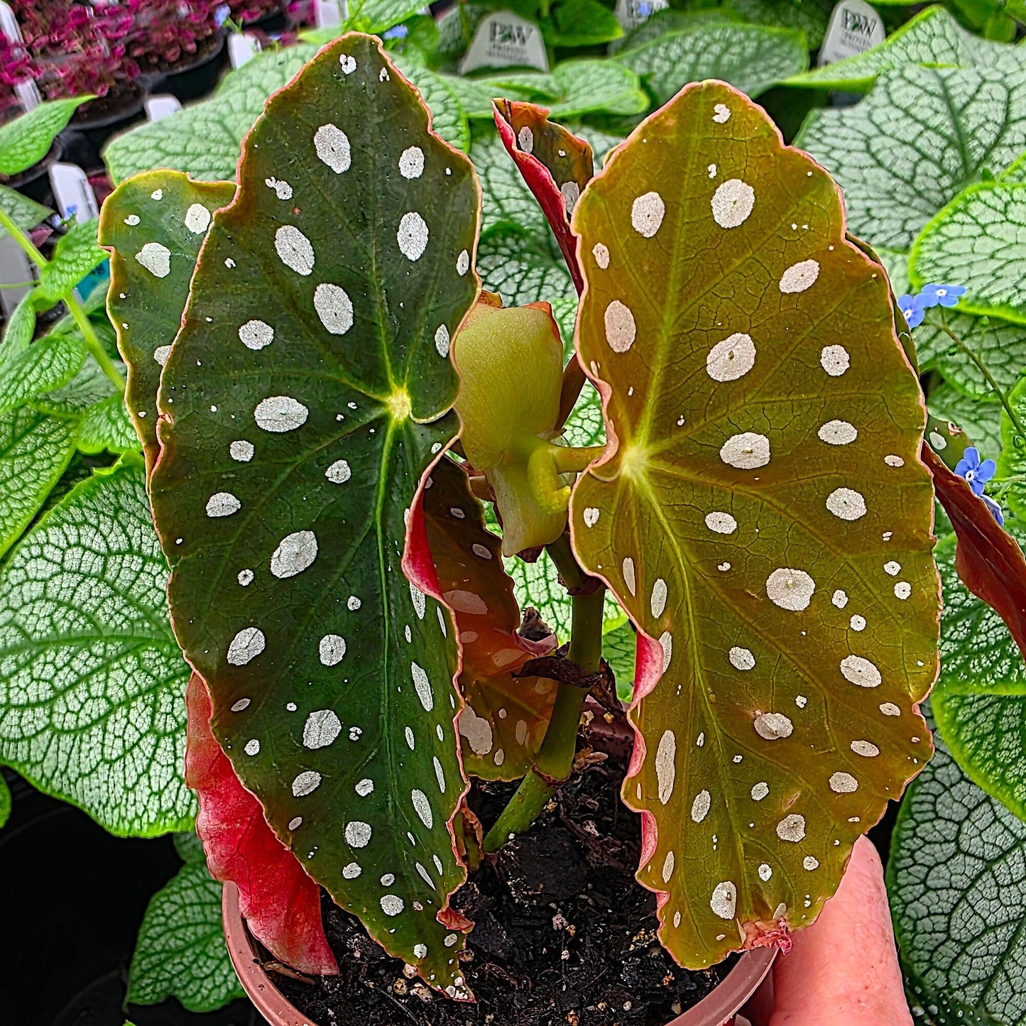 Begonia maculata 'Wightii', Polka Dot/Clown/Trout/Spotted Begonia, Live Houseplant, Spotted and Dotted Angel Wing Foliage, Rare, Container Size: 3.5"