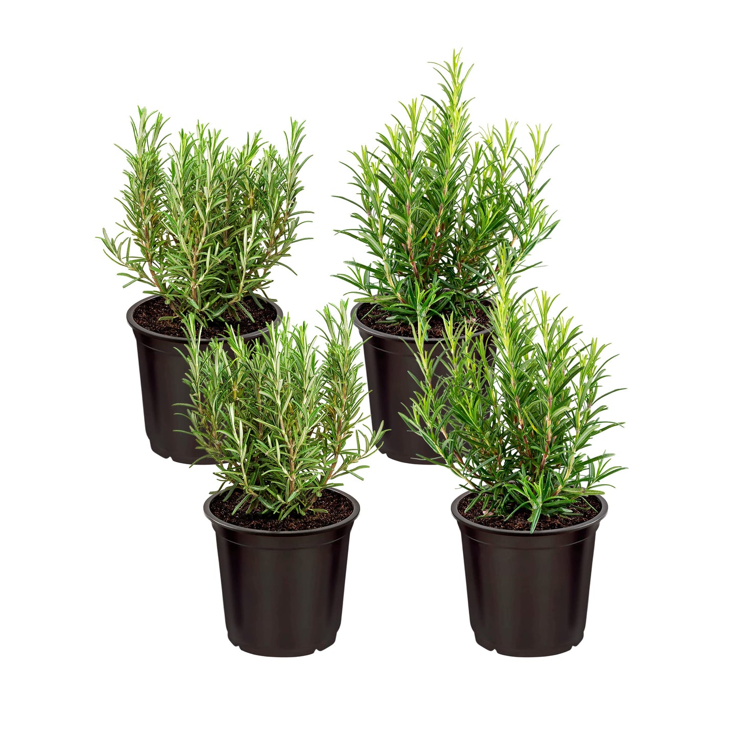Live Aromatic and Edible Herb - Rosemary (4 Per Pack), Naturally Improves Breathing and Air Quality, 8" Tall by 3" Wide