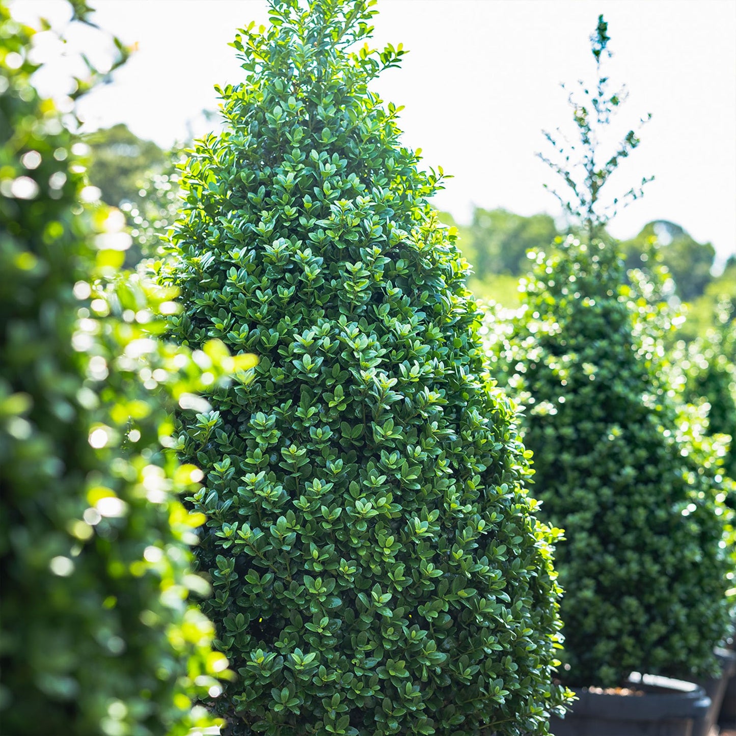 Perfect Plants Steeds Holly Bush 1 Gallon | Tall Evergreen Shrub in Growers Pot for Privacy Shield or Landscape Interest.
