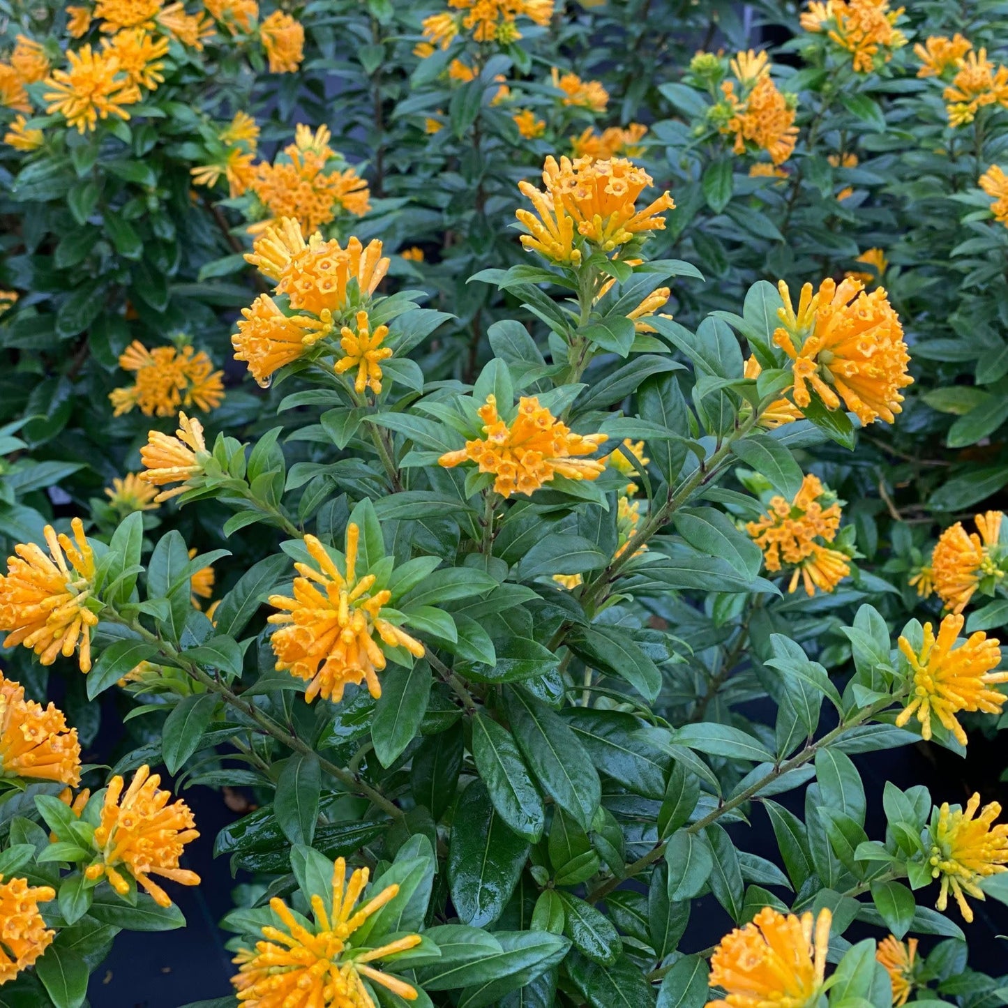 Proven Winners Juiced Orange Jessamine (Cestrum corymbosum) Live Plant, 4.5" Qt, 4 Pack
