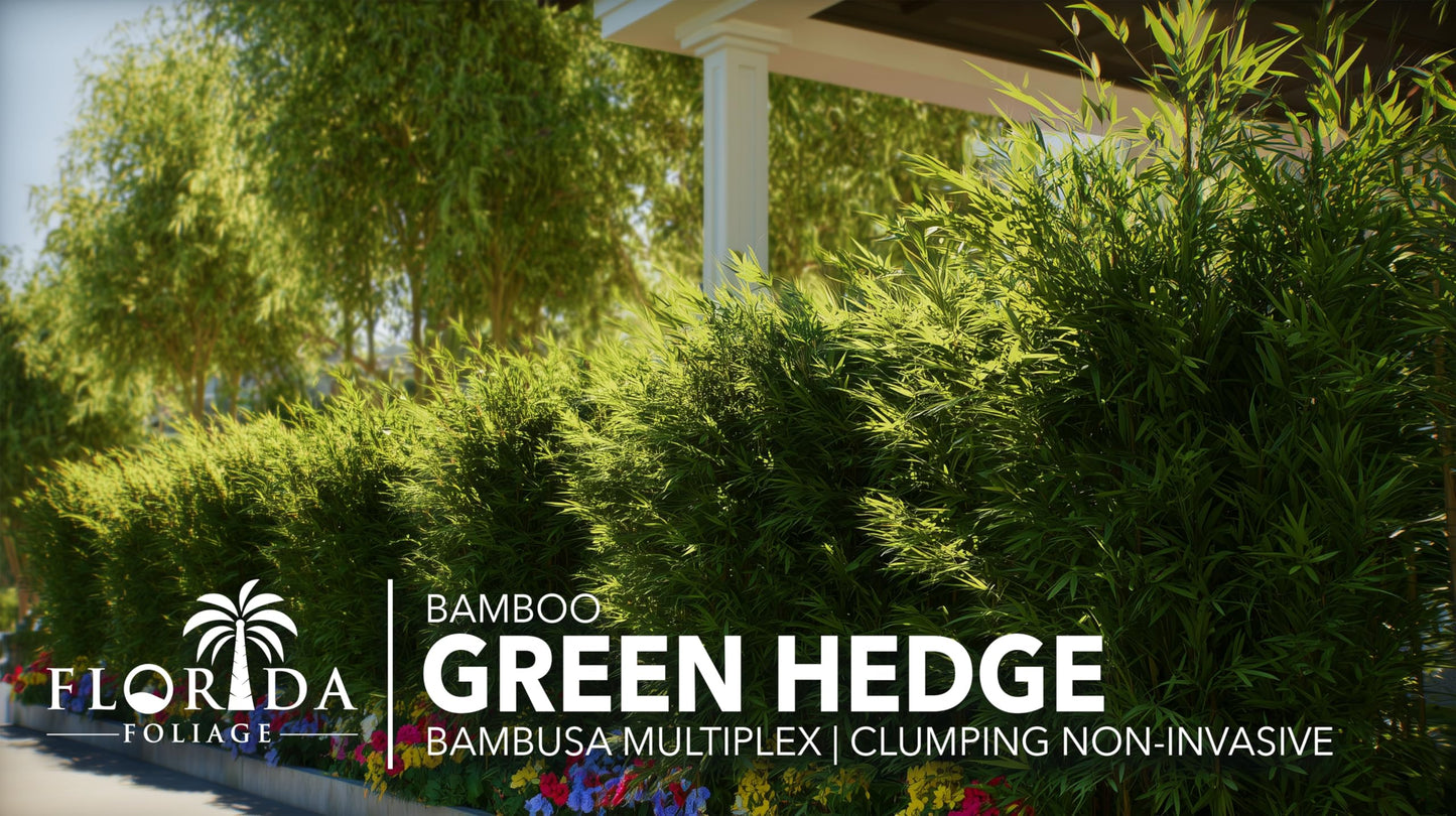 Green Hedge Bamboo | 1 Large Trade Gallon Size Plant | Bambusa multiplex | Fast Growing Privacy Screen | Clumping Bamboo for Landscapes Gardens Walkways Accent Foundation Beds Decorative Garden