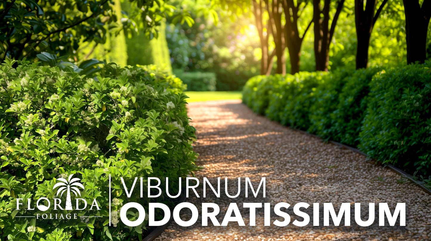 Viburnum Odoratissimum | 3 Live Plants | Fast Growing Shrub, Dense Evergreen Foliage, Fragrant White Flowers, Privacy Hedge, Low Maintenance, Drought Tolerant, Year-Round Interest