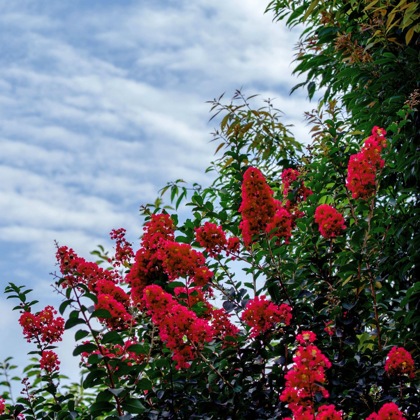 2 Red Rocket Crepe Myrtle, Live Plants (Lagerstroemia Indica) – Vibrant Red Blooms, Thriving in 2.5” Nursery Cubes