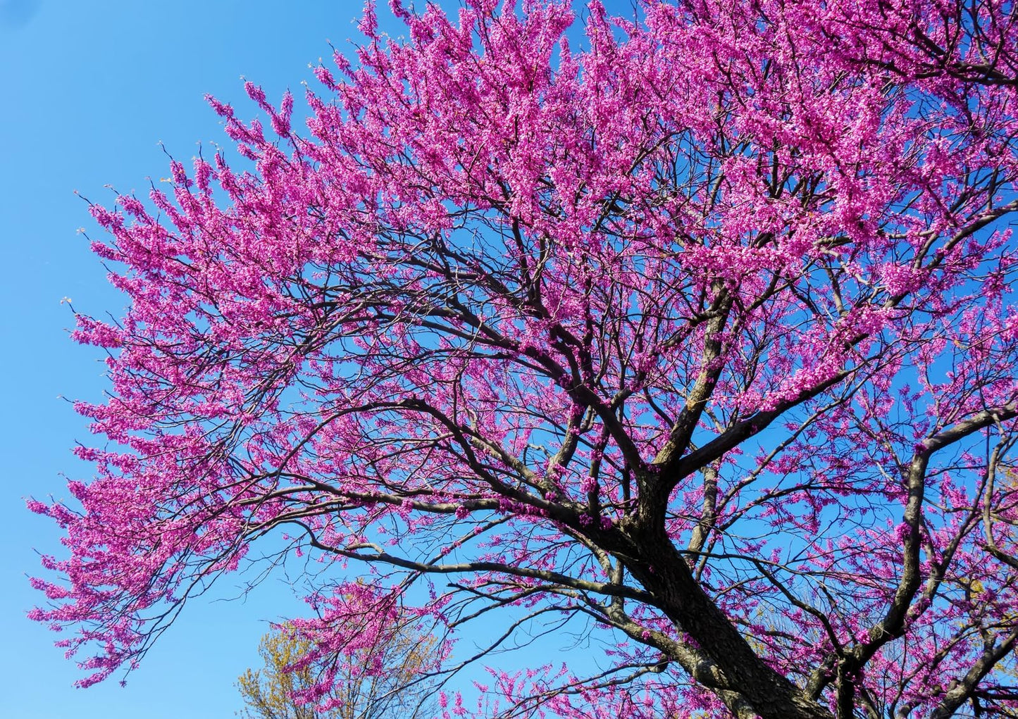 Live Plant - Eastern Redbud Tree - 18-24" Tall Seedling - Live Plant - Cercis candensis