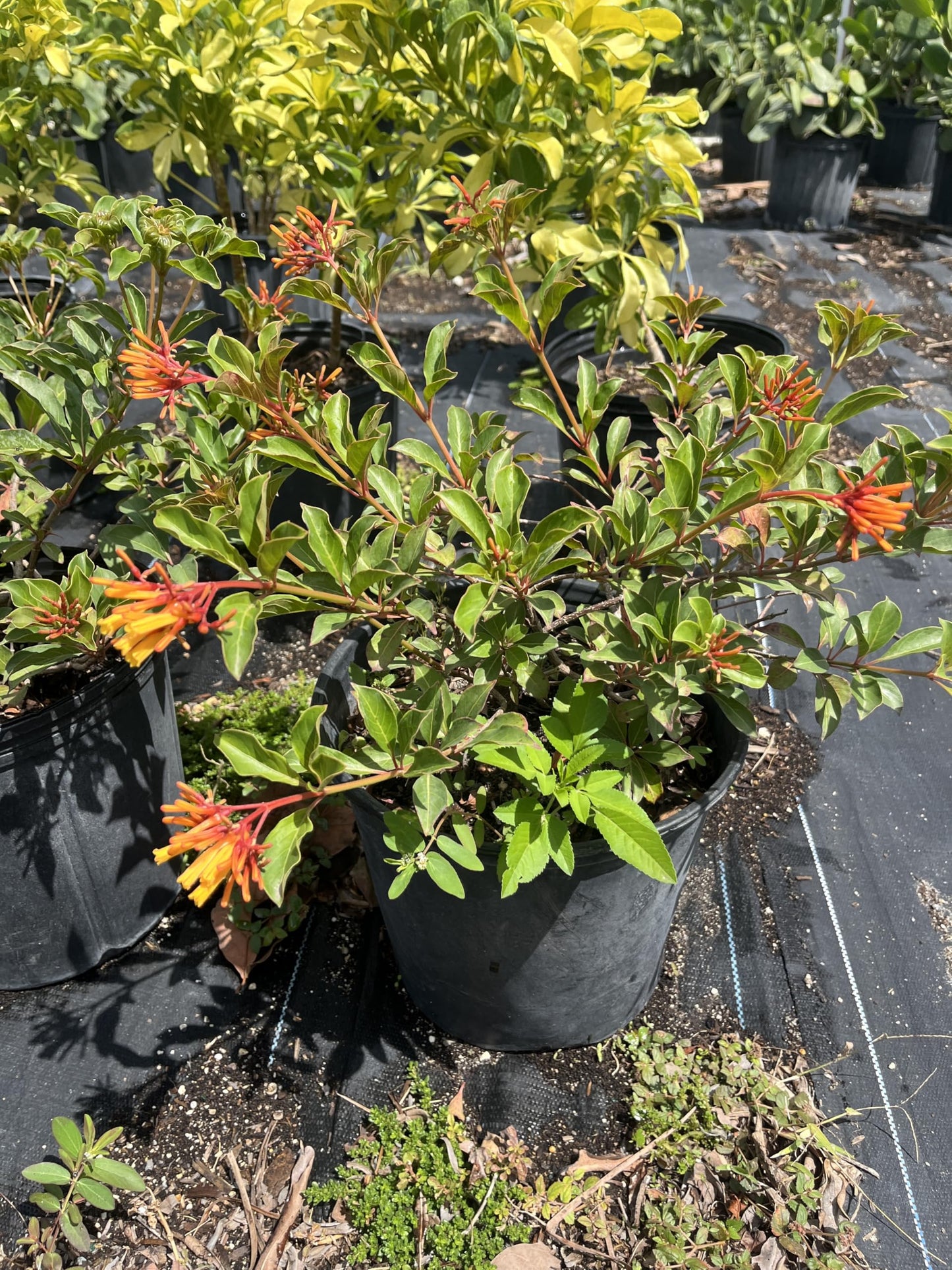 Dwarf Firebush Live Plant – Compact Hamelia Patens – Butterfly & Hummingbird Plant – Tropical Landscape Shrub – 1 Gallon