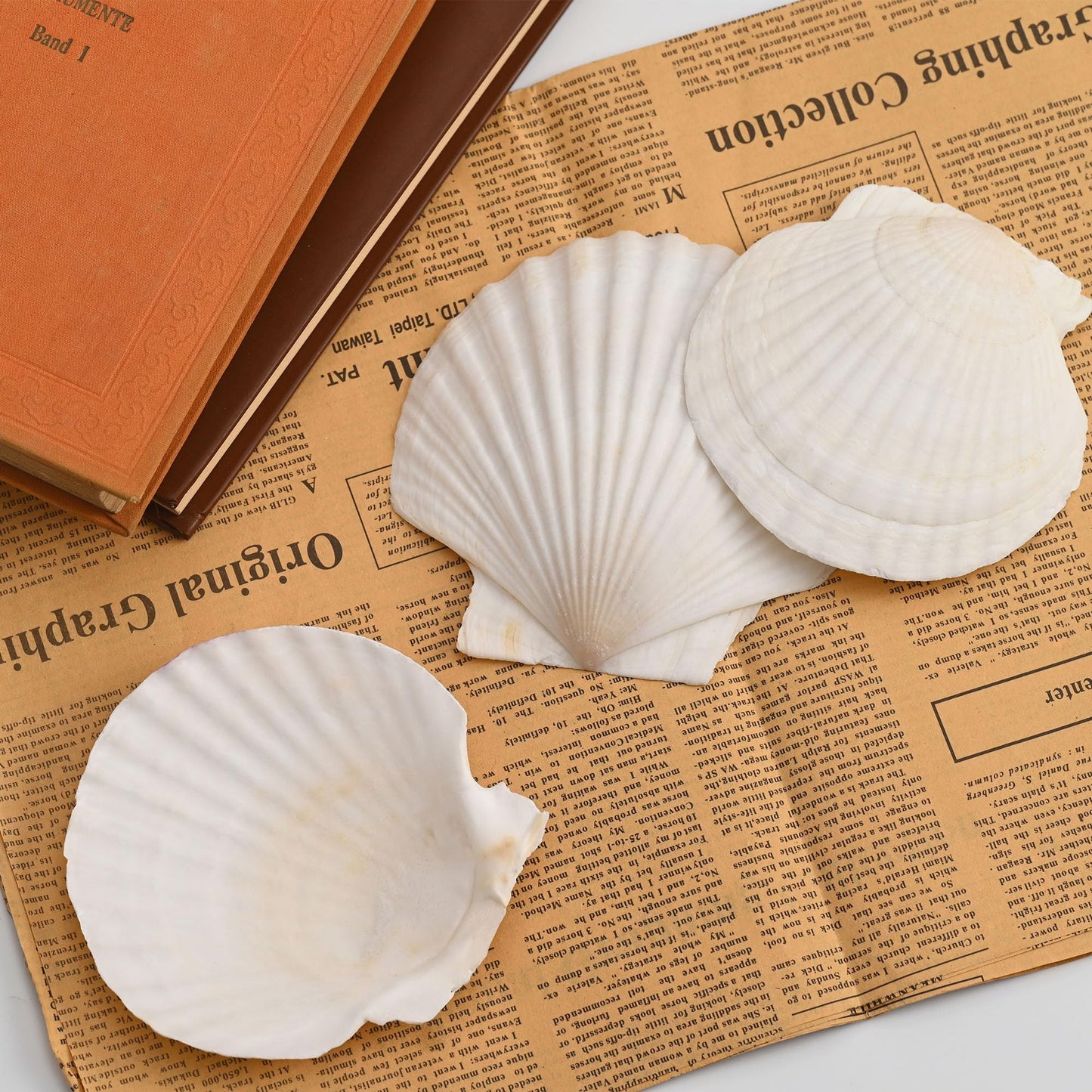 OTNBGSR 10PCS Scallop Shells, 4''-5'' White Seashells,for DIY Crafts, Painting, Ocean Themed Parties and Home Decorations.