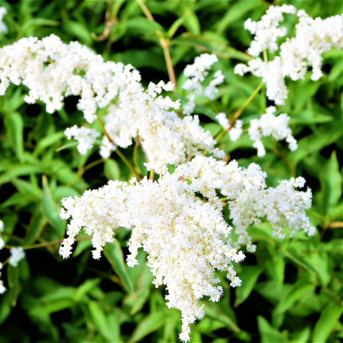 Easy to Grow Astilbe Younique White 1 Plant Bareroot - Summer White Blooms in Shade, Pollinator Friendly Flowers (False Spirea, Goat's Beard)
