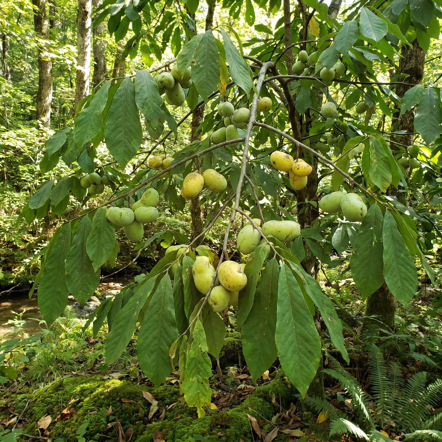 Paw Paw Tree Live Plant 6–12″ Tall, Hardy Paw Paw Plant, Sweet Pawpaw Tree for Outdoor or Container Growing