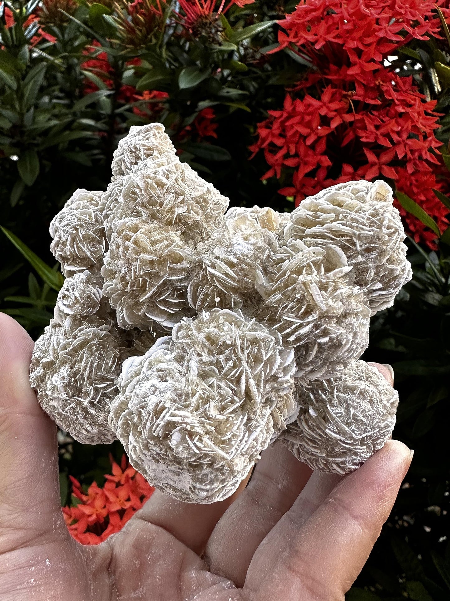 GAF TREASURES XL Raw Desert Rose, 3-4" Natural Rough Desert Rose, Desert Rose Rough, Desert Rose Healing Rough Crystal (Desert Rose, 0.5-1 lb)