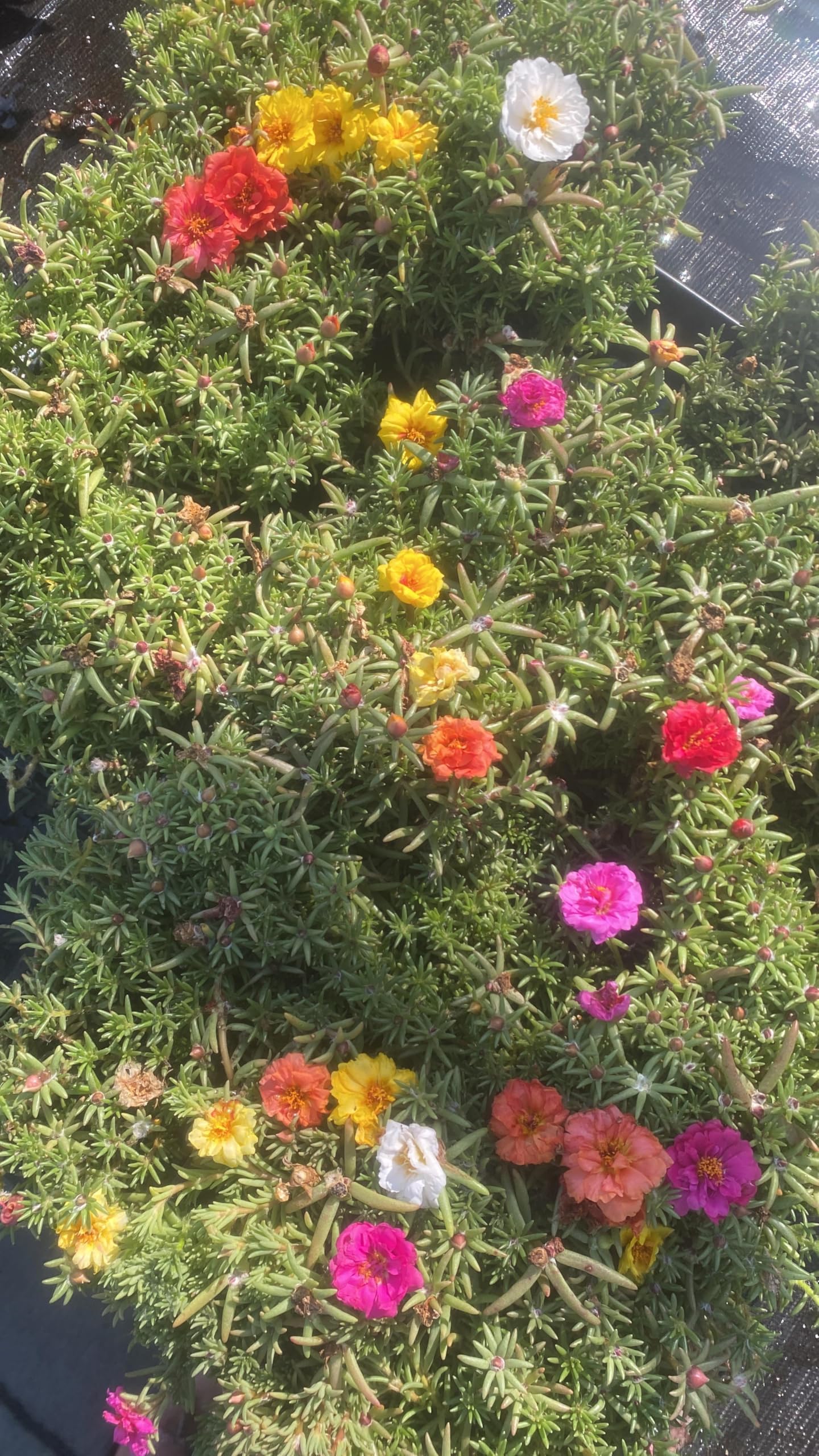Portulaca Moss Rose Mix, 4 Pack Live Plants, Multi-Color Summer Blooming Flowers, 6 Inches Height. California Delivery