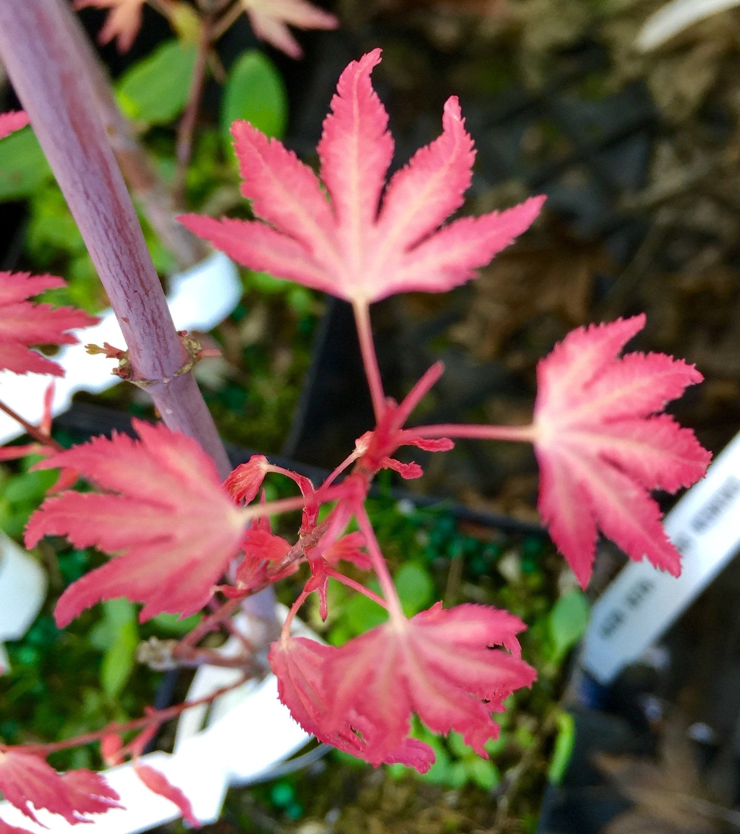 Marlo Dwarf Pink Japanese Maple 1 - Year Live Plant