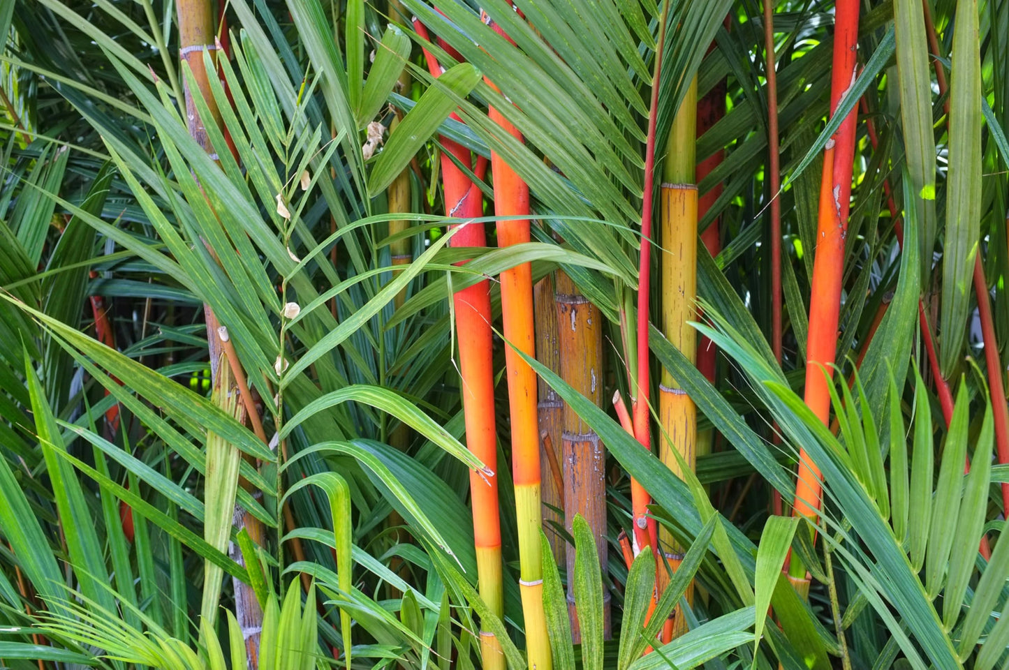 50 Red Dragon Bamboo Seeds Perennial Ornamental Seed Privacy