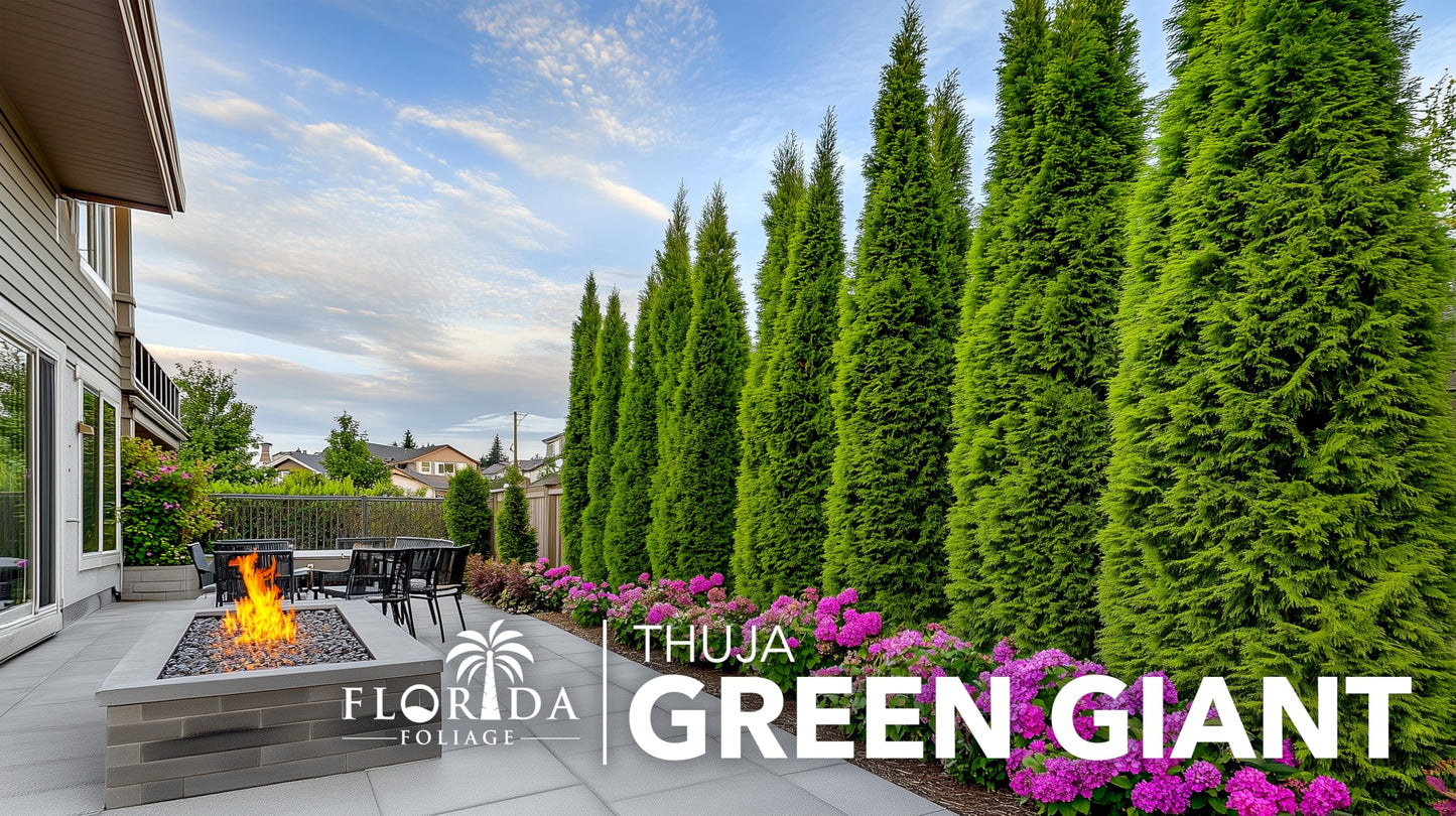 Thuja Green Giant Arborvitae - 30 Live Trees 2" Pot Size - Evergreen Privacy Plants