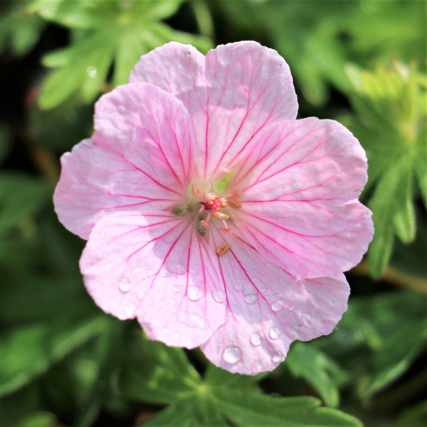 Easy to Grow Geranium Wargrave Pink 3 Roots (Cranesbill) - Pink Flowers Bloom Summer to Fall in Sun, Cold Hardy Perennial