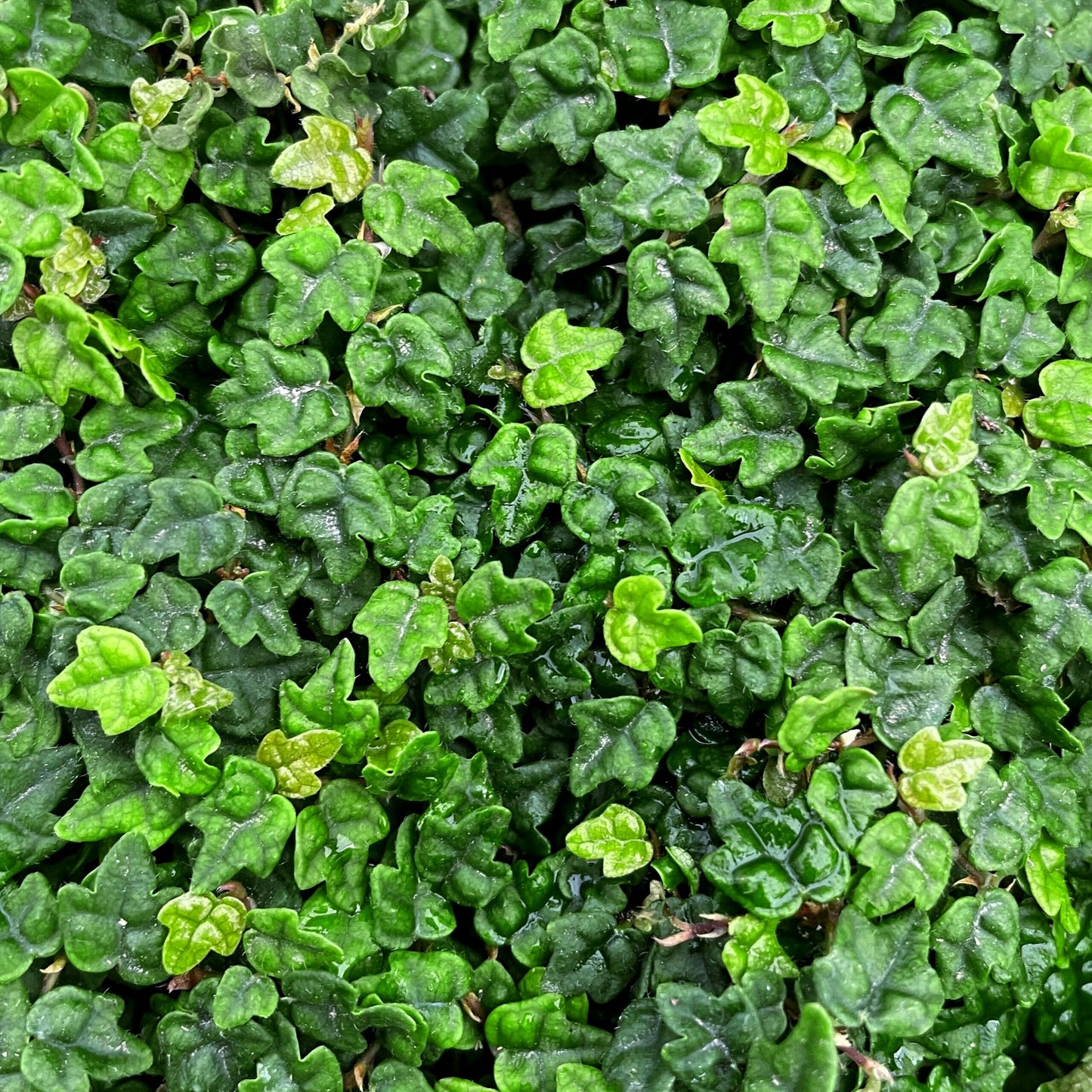 Ficus Pumila Quercifolia | 3 Live Plants | Oak Leaf Creeping Fig, Easy-Care Indoor/Outdoor Trailing Vine Plant, Perfect for Walls and Ground Cover