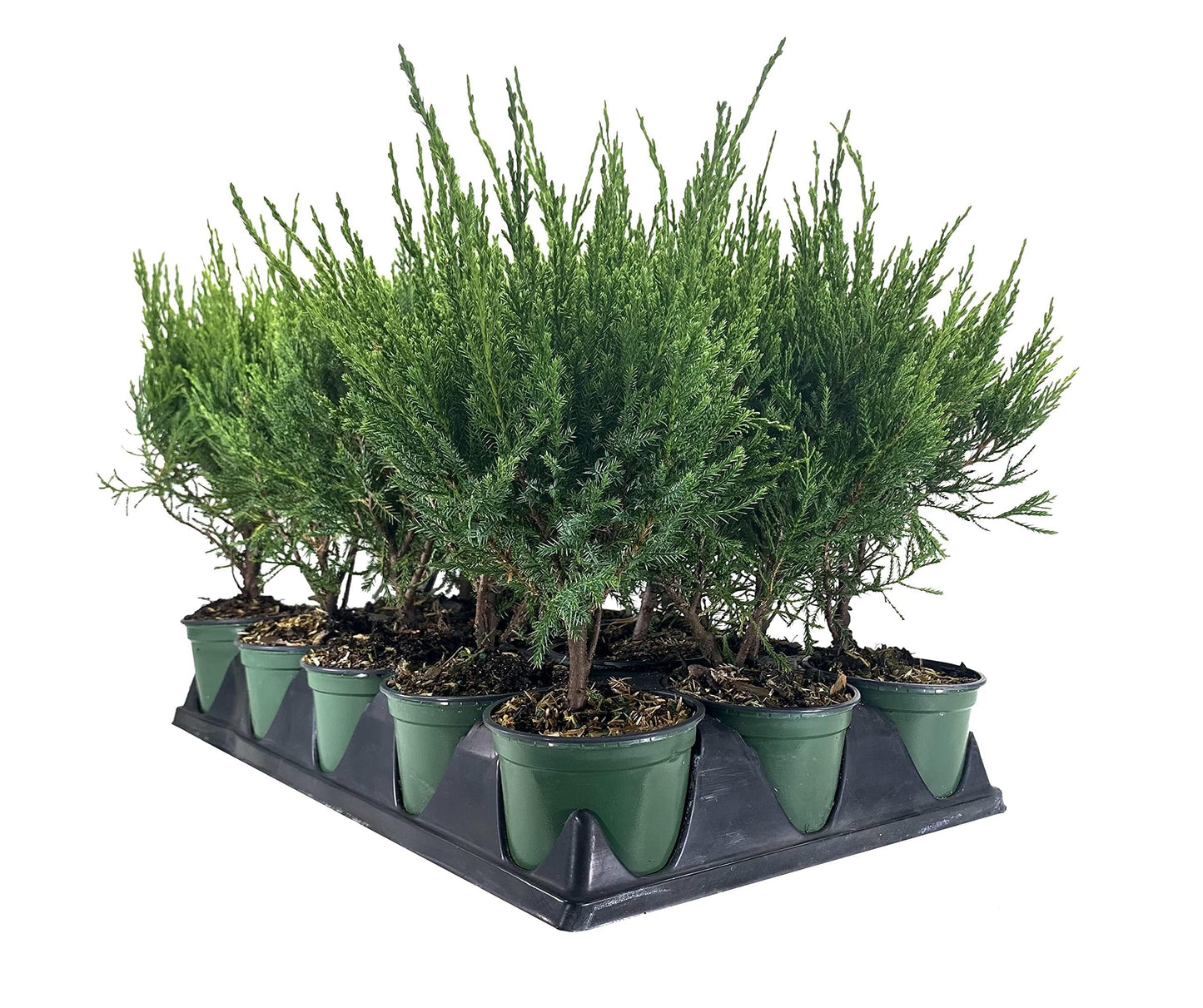 Sea Green Juniper - 3 Live 4 Inch Pots - Juniperus Chinensis - Drought Tolerant Cold Hardy Evergreen Border Screening Plant