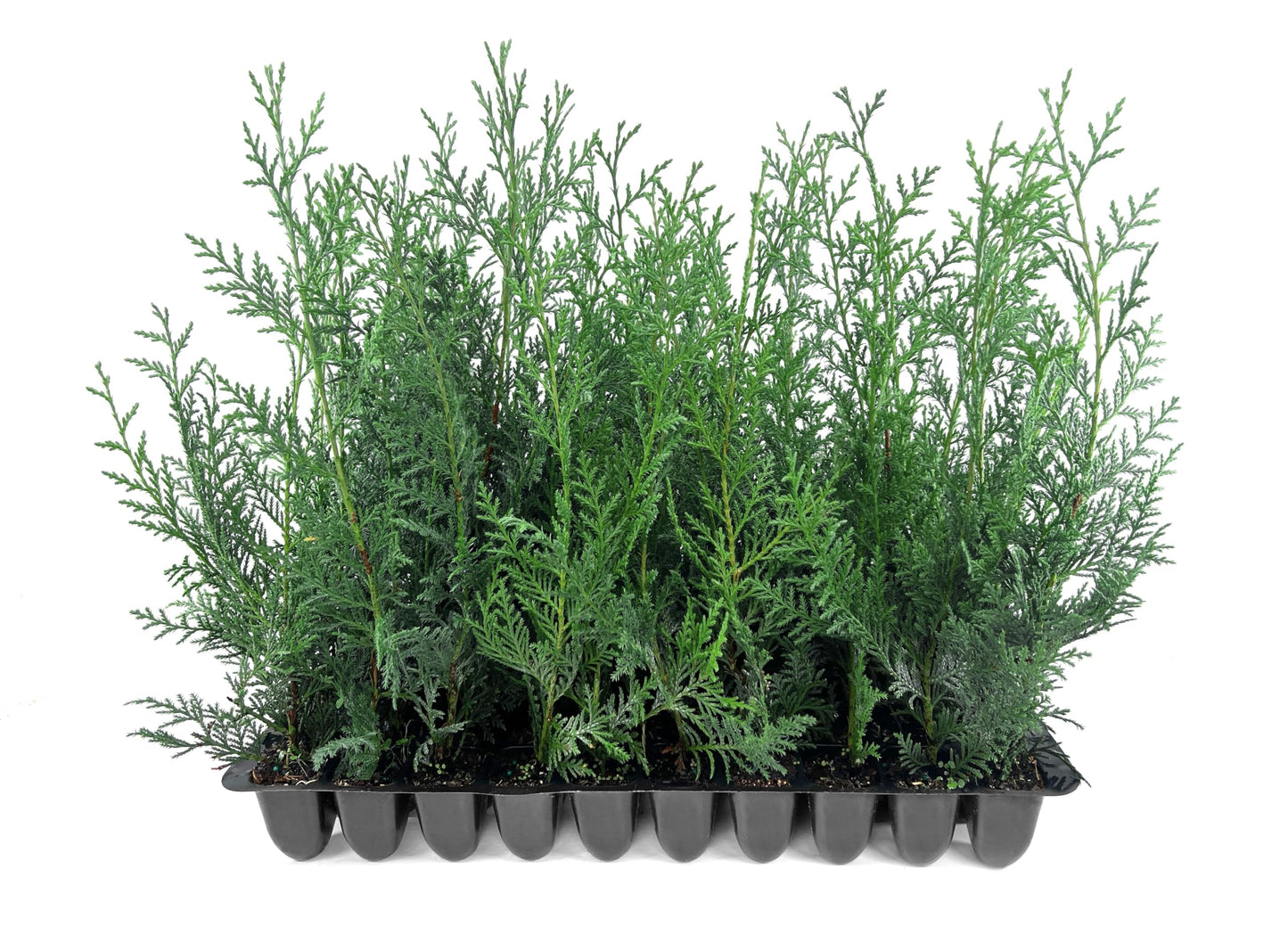 Leyland Cypress | 20 Live Plants | Cupressus × leylandii | Fast Growing Evergreen Trees | Privacy Hedge Plants for Landscaping