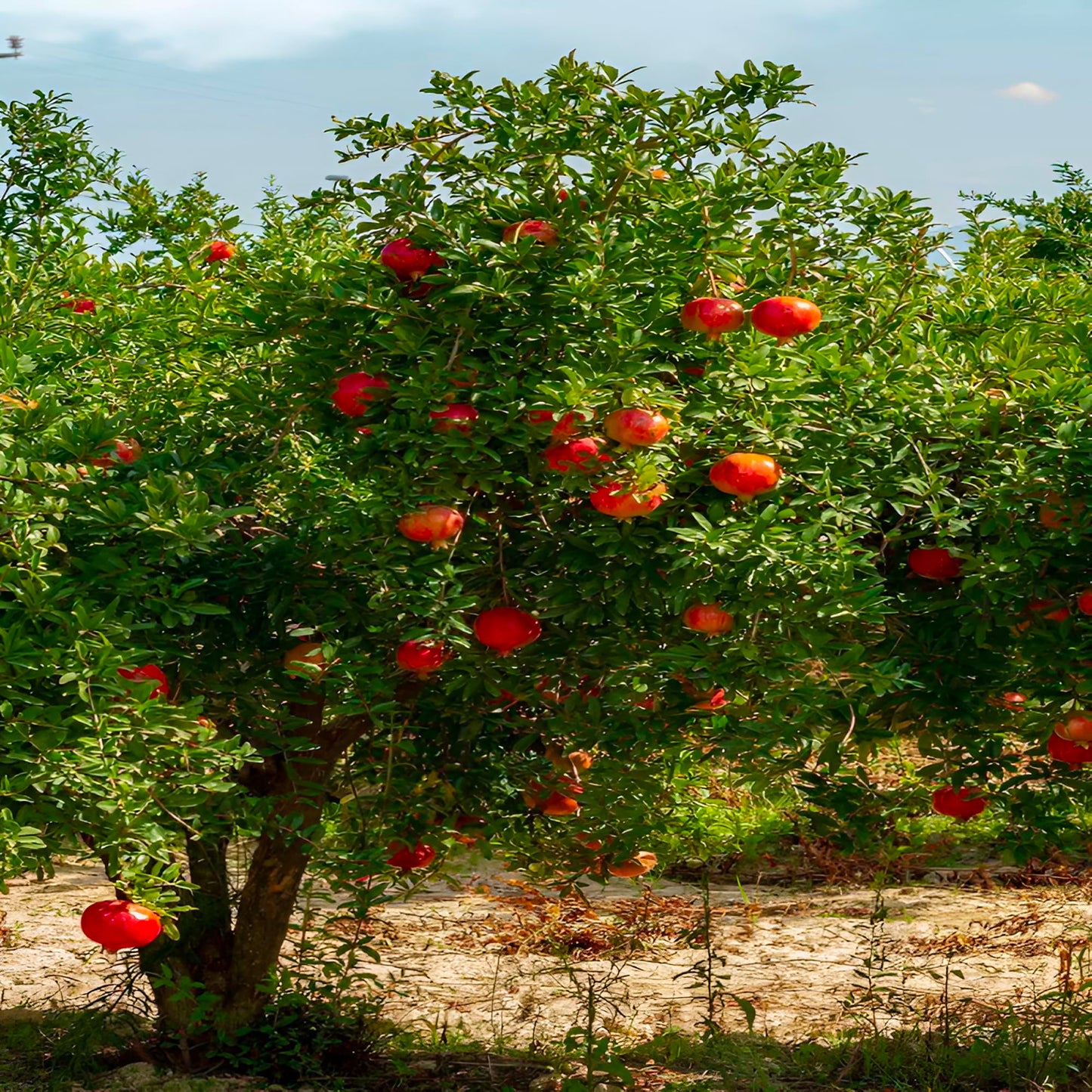 Eversweet Pomegranate Tree Live Plant – Seedless Sweet Pomegranate Plant for Home Garden, Orchard & Outdoor Growing, Hardy Fruit Trees for Sale (2 Gallon/Potted/Single Plant)