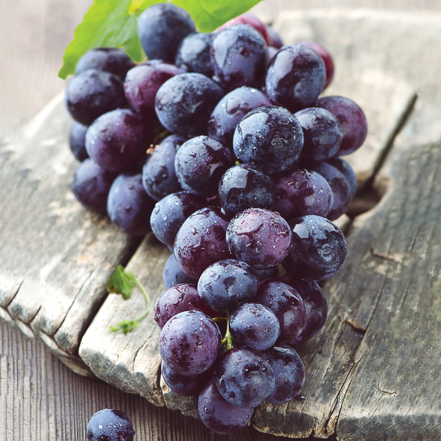 Garden State Bulb Concord Seedless Grape, Bare Root, Non-GMO, Spring Planting (Bag of 2)
