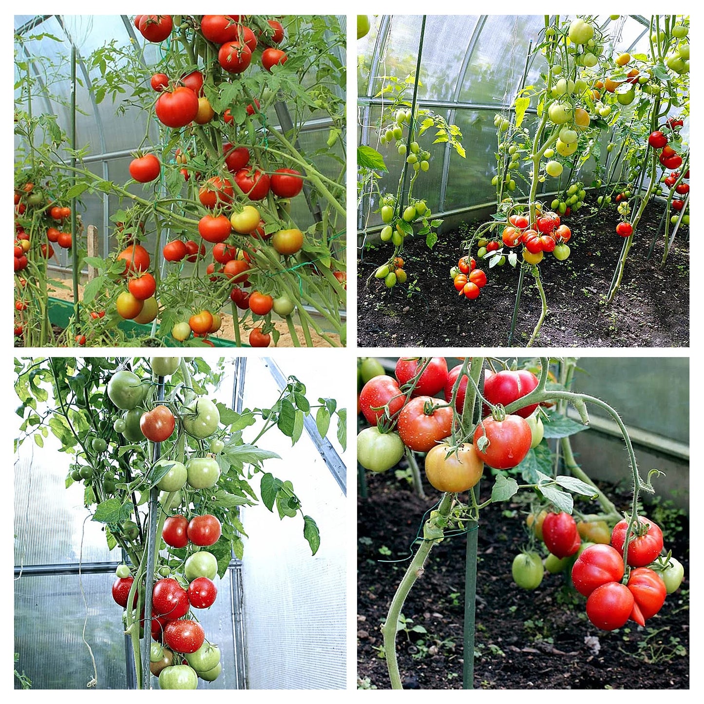 YIDIE Sturdy Metal Garden Stakes 5 Ft Plastic Coated Steel Plant Sticks for Tomatoes,Trees,Cucumber,Fences,Beans,Pack of 25