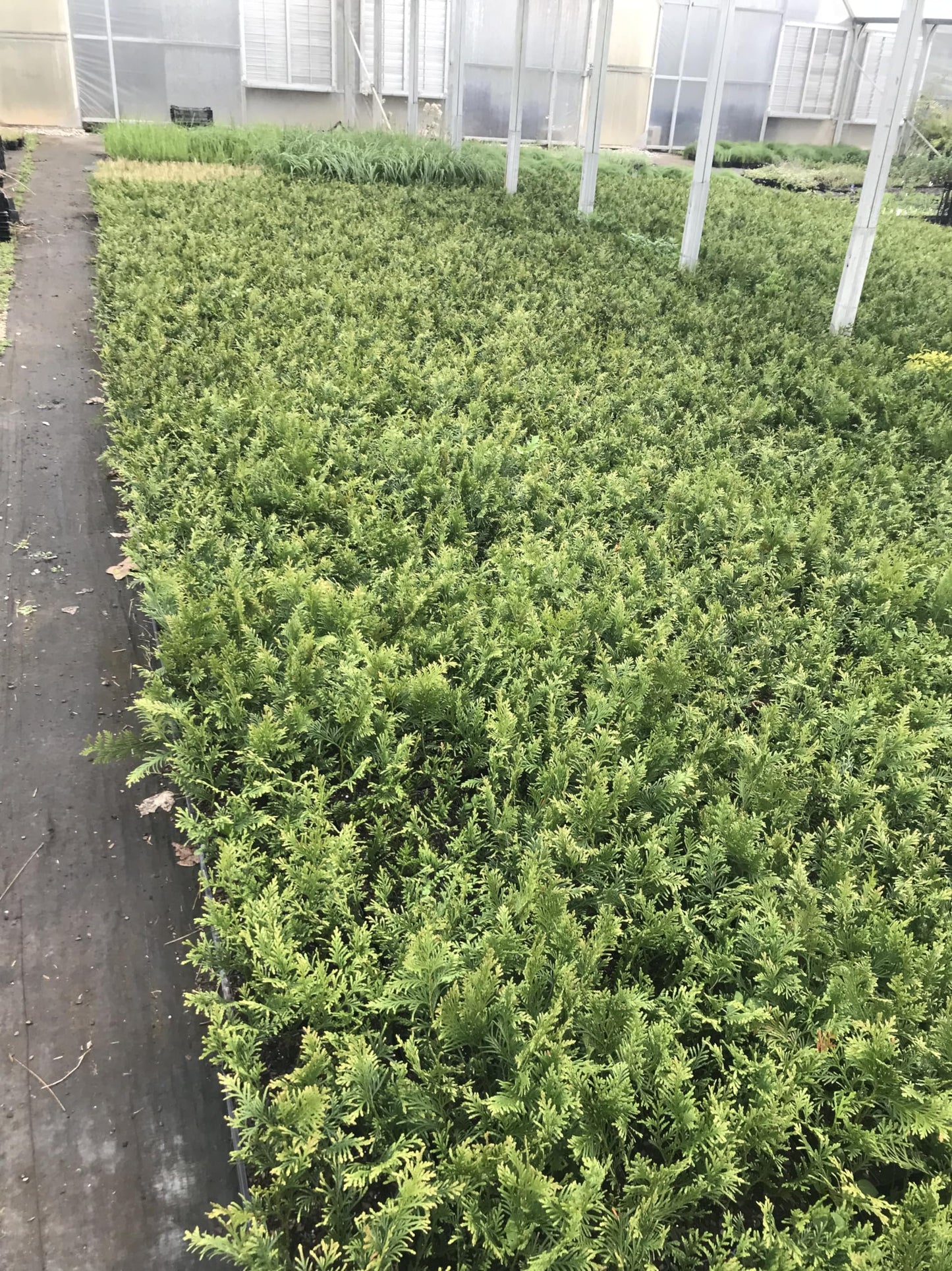10 Arborvitae Green Giant Thuja Plicata 2.5 inch Pot 6-12" Tall