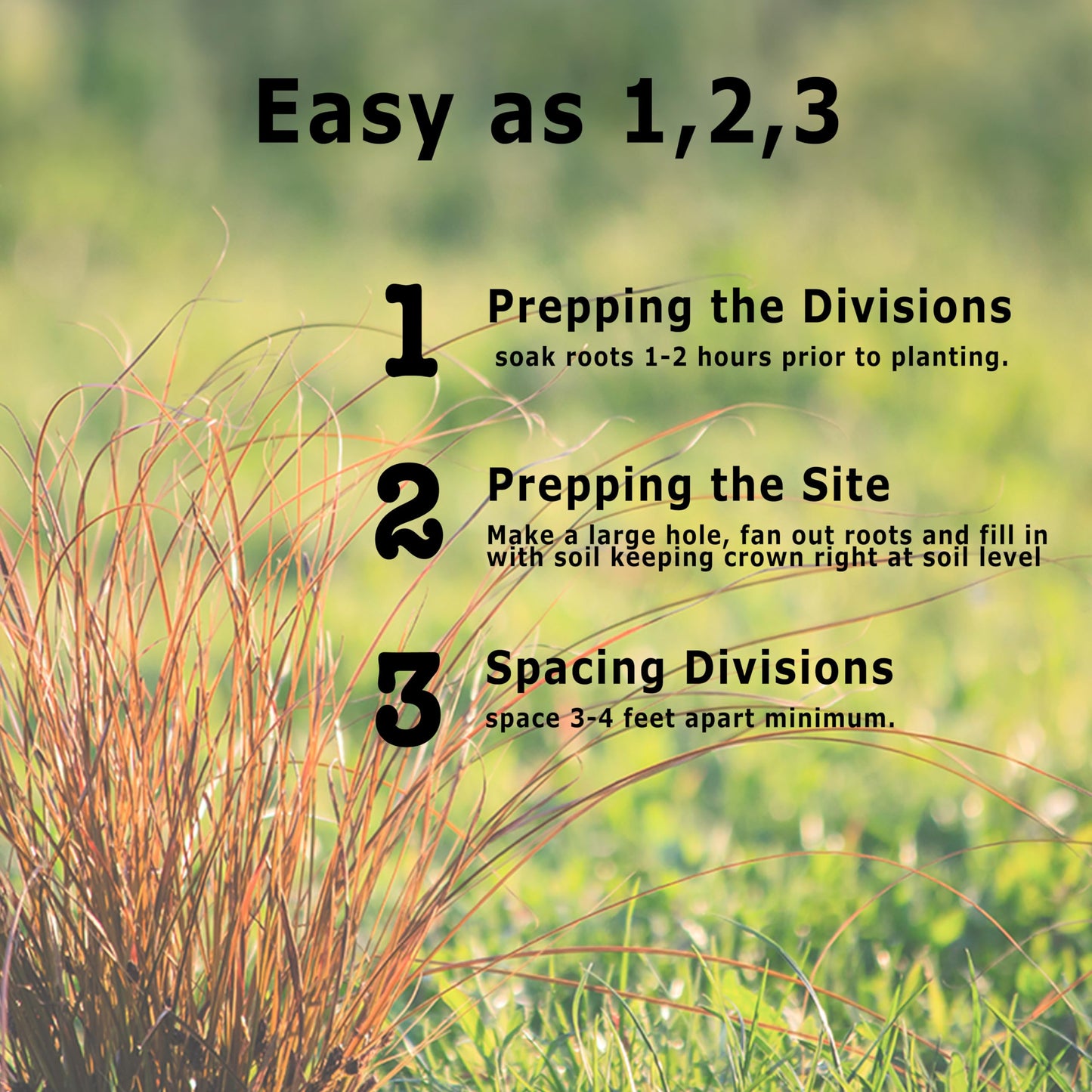 Bloomingbulb Ornamental Grass, Zebra Grass, Outdoor Planting, Decorative Garden, 3 Root Divisions, Zones 4-9a