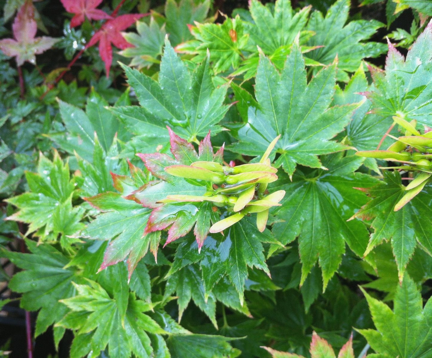Red Wing Japanese Fullmoon Maple 2 - Year Live Plant