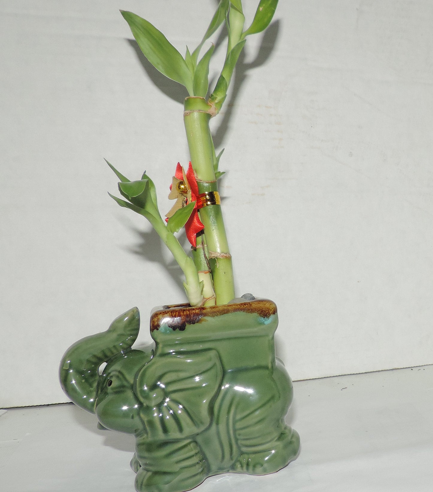 JMBAMBOO- Live 3 Style Lucky Bamboo Plant Arrangement with Ceramic elephant Vase