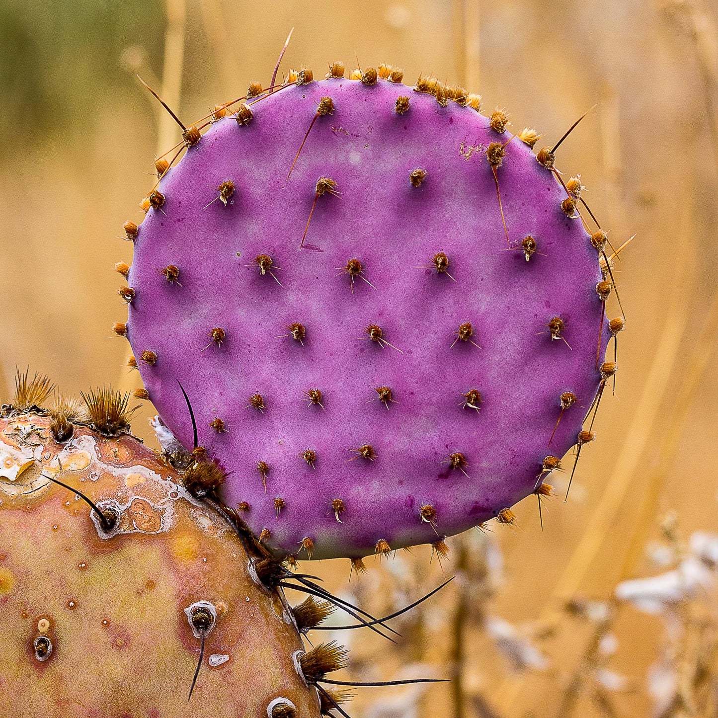 Purple Prickly Pear Cactus Plant Live, Cactus Succulent for Home Decor 6–8 Inch Tall, Cold Hardy, Indoor Outdoor Planting