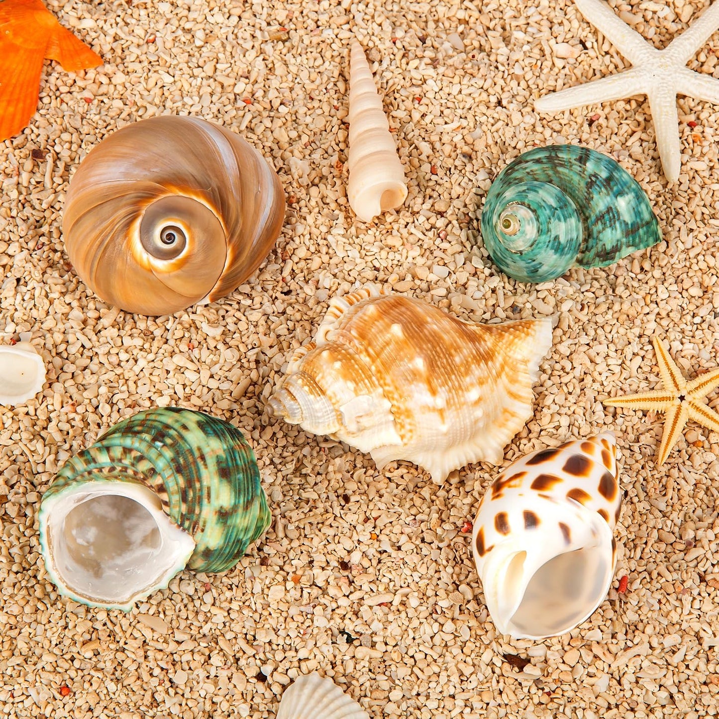 WeDoSoy 5PCS Hermit Crab Shells | Natural Sea Conch Size 2.1" - 2.8", Opening Size 0.9" - 1.5" | Medium Large Turbo Seashells for Hermit Crab Supplies and Beach Decoration Sea Shell